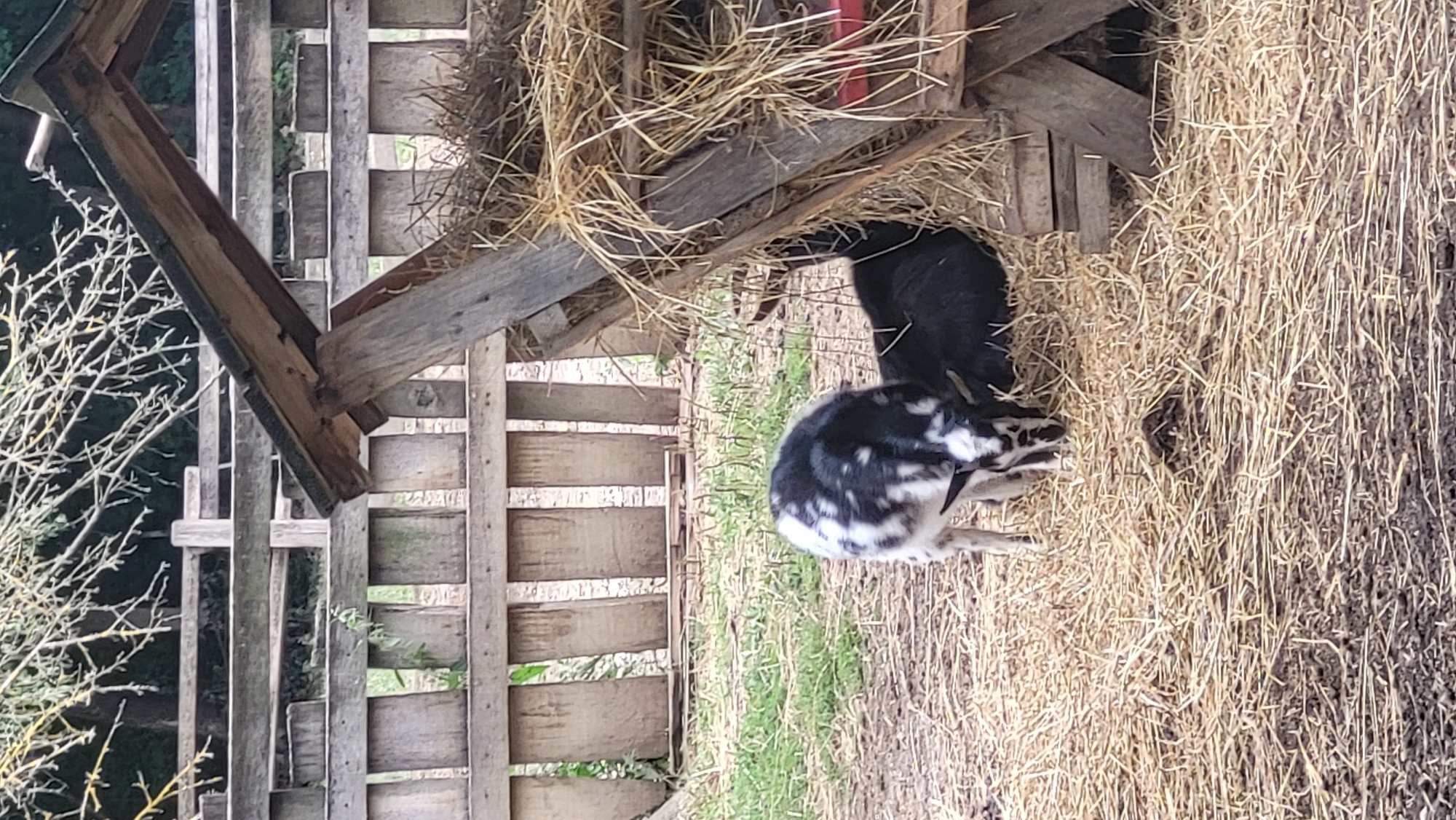 The image depicts two goats in an outdoor enclosure. In the foreground, a black and white goat is visible, with its head lowered as if grazing. To the right of the black and white goat, a black goat is lying down, partially obscured by hay. Behind the goats, a wooden structure, possibly a feeder or shelter, is filled with hay. A wooden fence forms the backdrop of the scene, with trees visible beyond it. The ground is covered with a mixture of hay and dirt. The image was taken in Prešov, Slovakia.