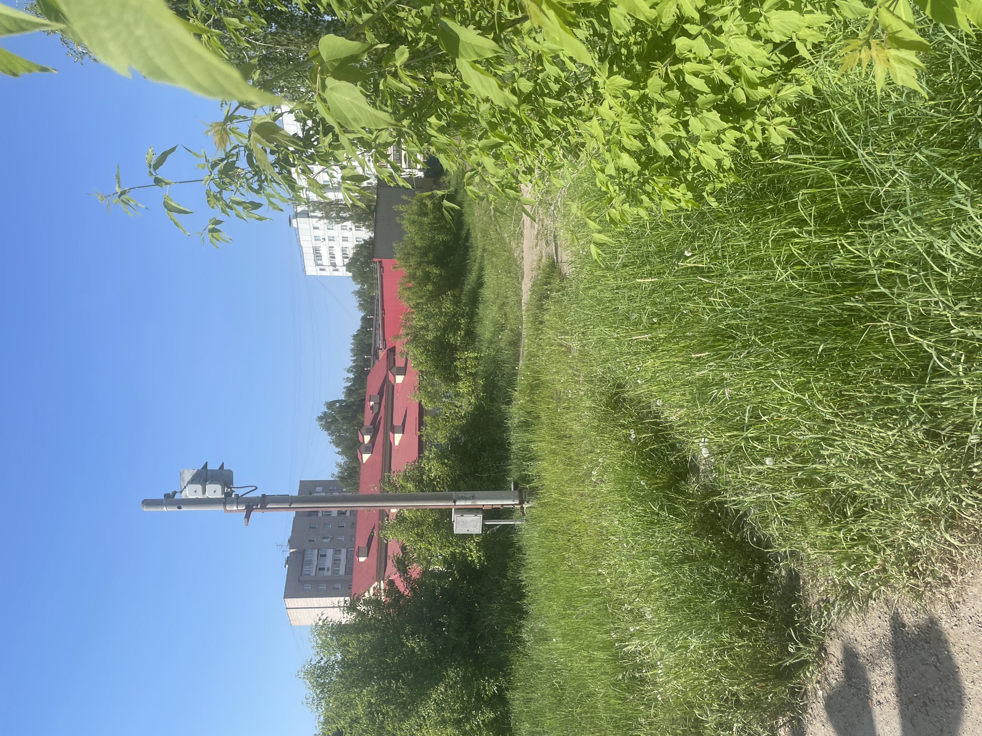 The image presents a sunny outdoor scene in what appears to be a residential area, likely in Chaikovsky, Russia, based on architectural styles. A narrow dirt path bisects the scene, bordered by overgrown grass on one side and dense foliage on the other. In the background, apartment buildings with red roofs and white facades are visible. A tall utility pole with attached equipment rises from the left side of the path. The sky is clear blue. The foliage partially obscures the view, creating a sense of enclosure along the path. No people are visible in the frame.