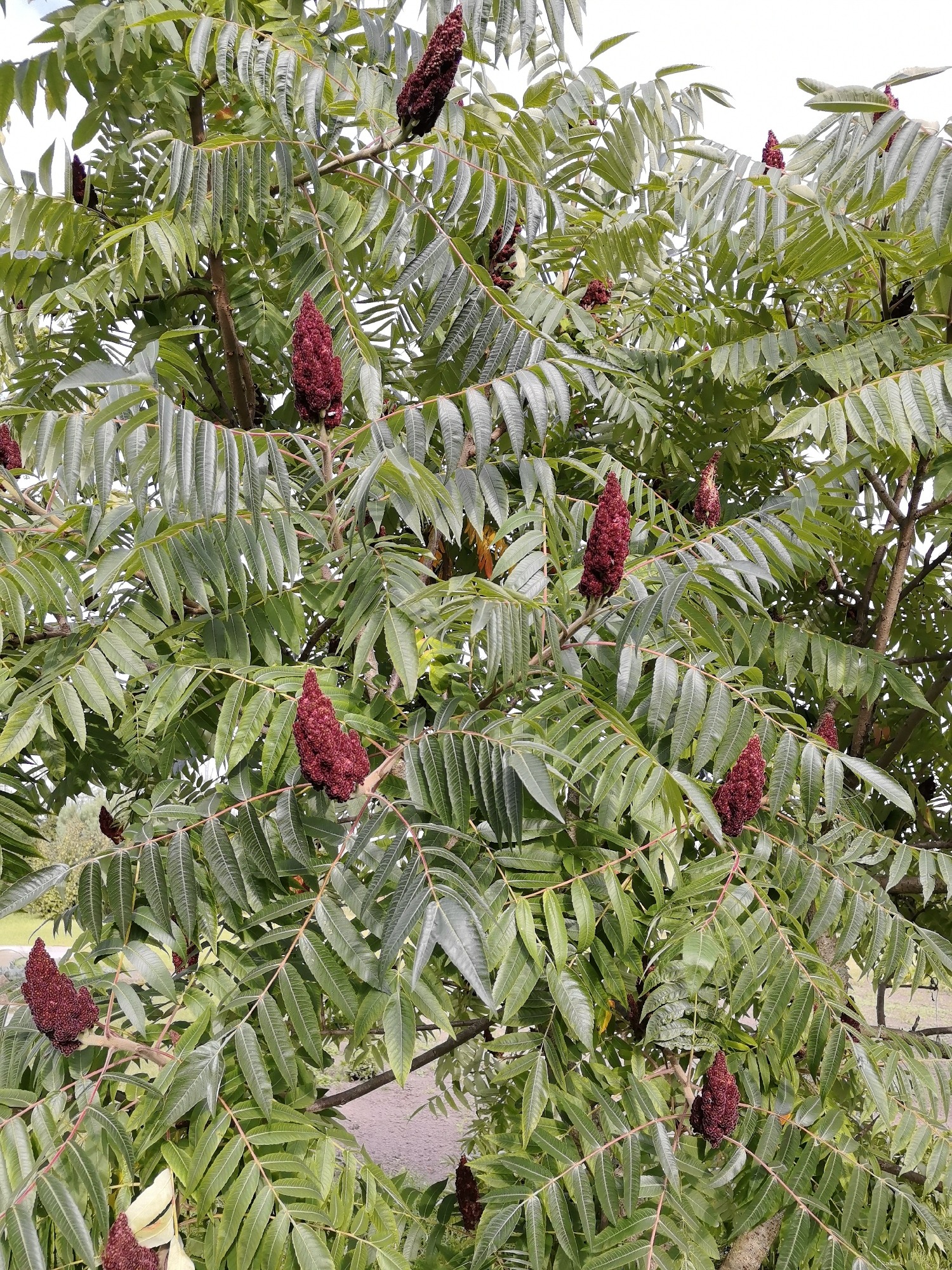 The image shows a close-up of a tree with compound leaves and dark red, cone-shaped seed clusters. The leaves are pinnately compound, meaning they have leaflets arranged along a central stem. The seed clusters are fuzzy and appear to be the prominent feature of the tree at this time. The background is softly blurred, suggesting an outdoor setting with some greenery and a hint of a path or road. The image was taken in the village of Палыкавіцкі сельскі Савет, Belarus.