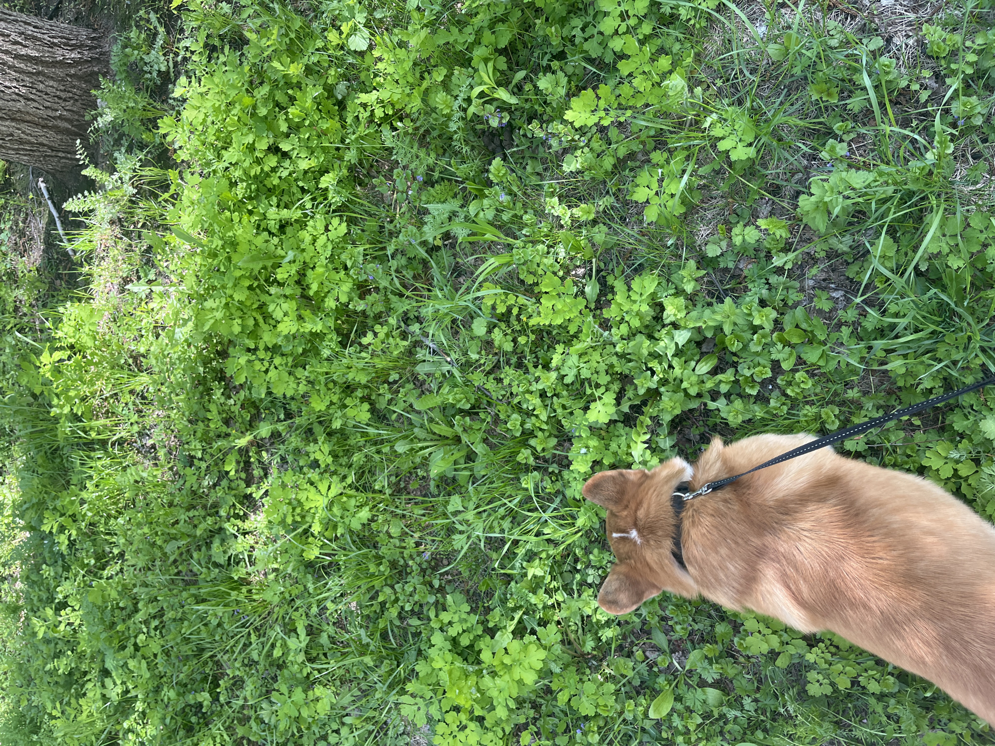The image depicts a dog on a leash in a grassy area, possibly a park. The dog is light brown with a white patch on its head, wearing a black collar and leash. The leash is black and extends beyond the frame of the image. The ground is covered in a variety of green plants and grasses, with a tree trunk visible in the upper left corner. The scene appears to be outdoors, likely a natural setting within a city. The location in Novosibirsk, Russia, is not definitively confirmed by the image itself, but it could be a park or green space within that city.