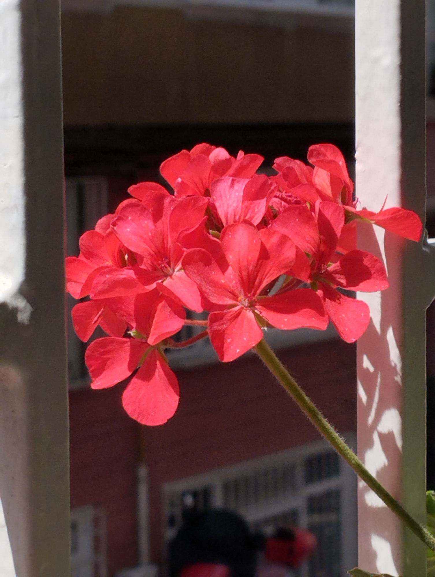 A cluster of vibrant red geranium flowers is the central focus of the image. The flowers are densely packed, with individual petals clearly visible, some showing small white speckles. The bloom is positioned in the foreground, framed by a white vertical structure on the left and another on the right, suggesting it is part of a railing or fence. Sunlight casts distinct shadows of the flowers and railing onto a red wall in the background, which features the blurred outlines of windows. The overall scene is outdoors, with the architectural style hinting at a residential or public building in a city environment. The image is a close-up shot, emphasizing the texture and color of the flowers. Based on the architectural style and the presence of geraniums, commonly seen in urban balconies and gardens across the city, this scene could plausibly be located in Istanbul, Turkey.