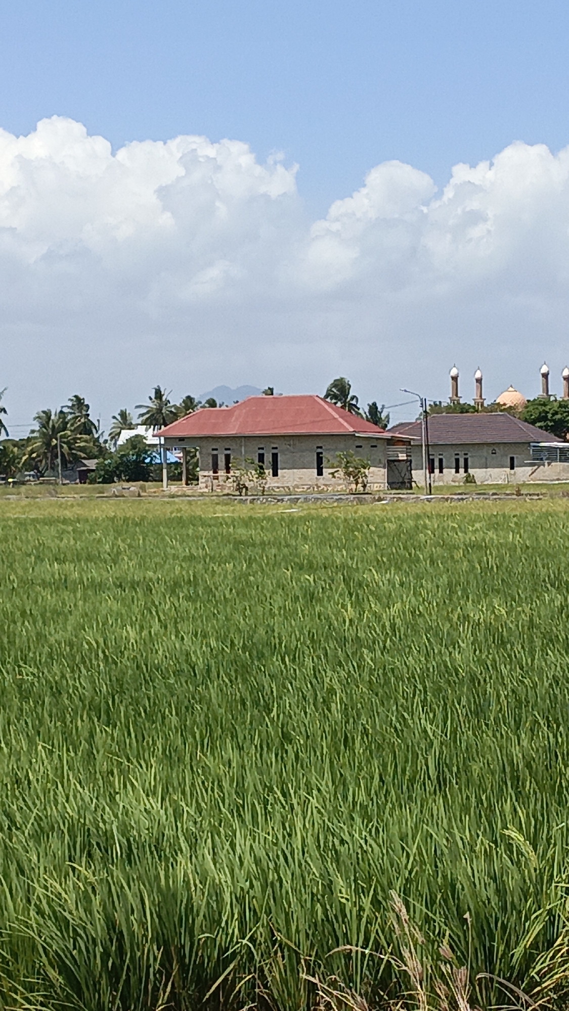 A low-angle, vertical medium shot captures a vibrant green rice paddy in the foreground, with its stalks swaying slightly. In the mid-ground, two residential buildings are visible. The building on the left features a distinctive red, hipped roof and is constructed from light-colored bricks, with several dark, rectangular window openings. To its right, a smaller, similar building with a darker roof is situated, also with multiple window openings. In the background, several domed structures, likely part of a mosque complex, rise above the tree line, characterized by their pale yellow and brown colors, topped with white spires. The sky above is a bright blue, dotted with fluffy white cumulus clouds. The scene appears to be set in Batarang, Indonesia, given the presence of palm trees and the architectural style.