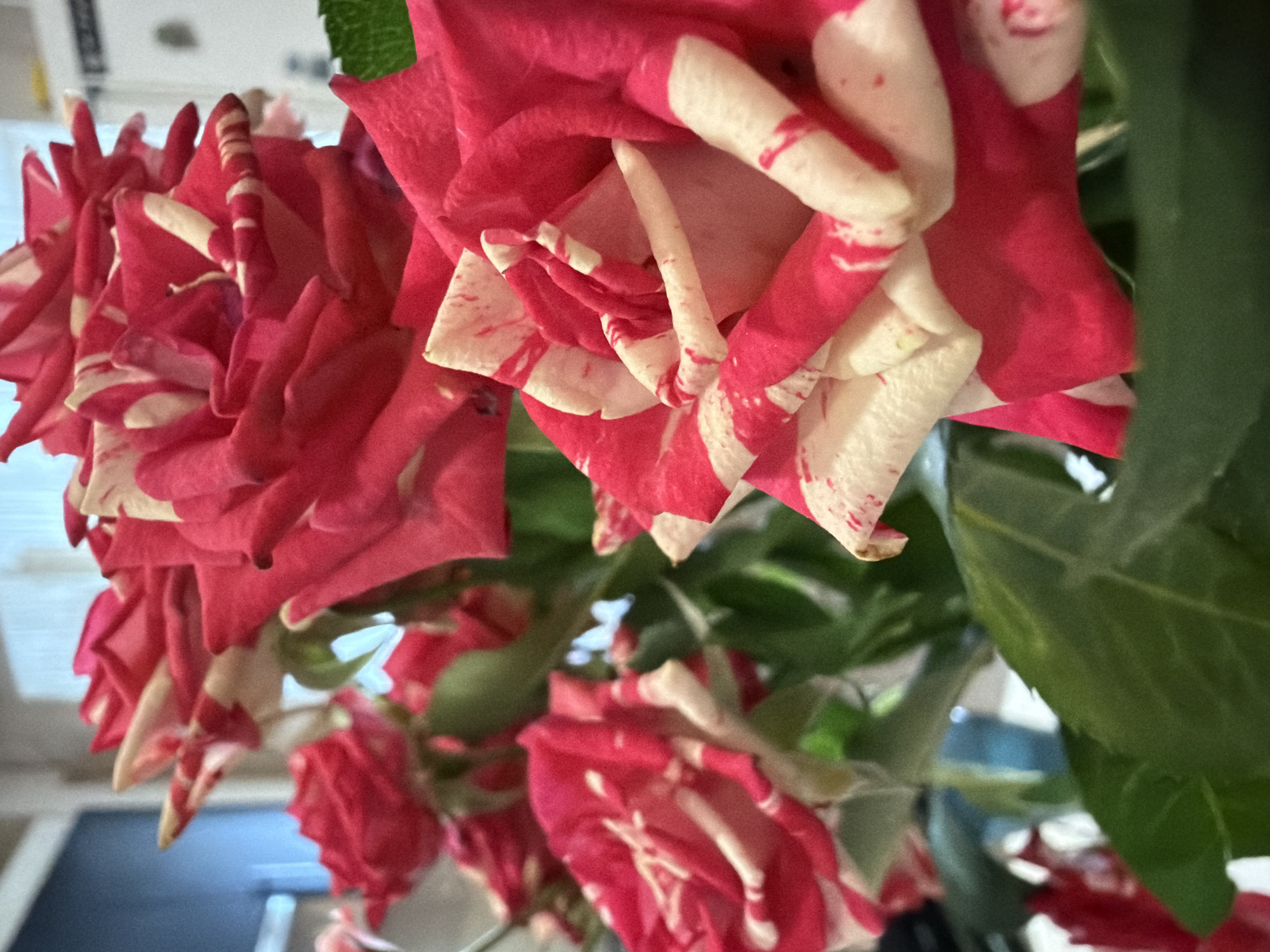 The image displays a close-up, low-angle shot of a bouquet of bicolor roses. The roses exhibit a striking pattern of deep pink and white petals, with some petals showing flecks and streaks of both colors. The blooms are densely packed and appear to be in various stages of opening, some fully unfurled and others still in bud. The texture of the petals is soft and velvety.
Green foliage is interspersed among the flowers, providing a contrast to the vibrant colors of the roses. The background is largely out of focus, but hints of an indoor setting can be discerned. A white wall or surface is visible at the top, suggesting the bouquet is indoors. Below the bouquet, a blurry area of dark blue and lighter blue tones might indicate furniture or a floor.
There is no text visible in the image. The lighting appears to be natural, possibly from a window, casting a soft illumination on the flowers. The overall mood conveyed is one of natural beauty and delicate elegance. The specific location cues from Chaikovsky, Russia, do not manifest in any distinct visual elements within the frame itself.