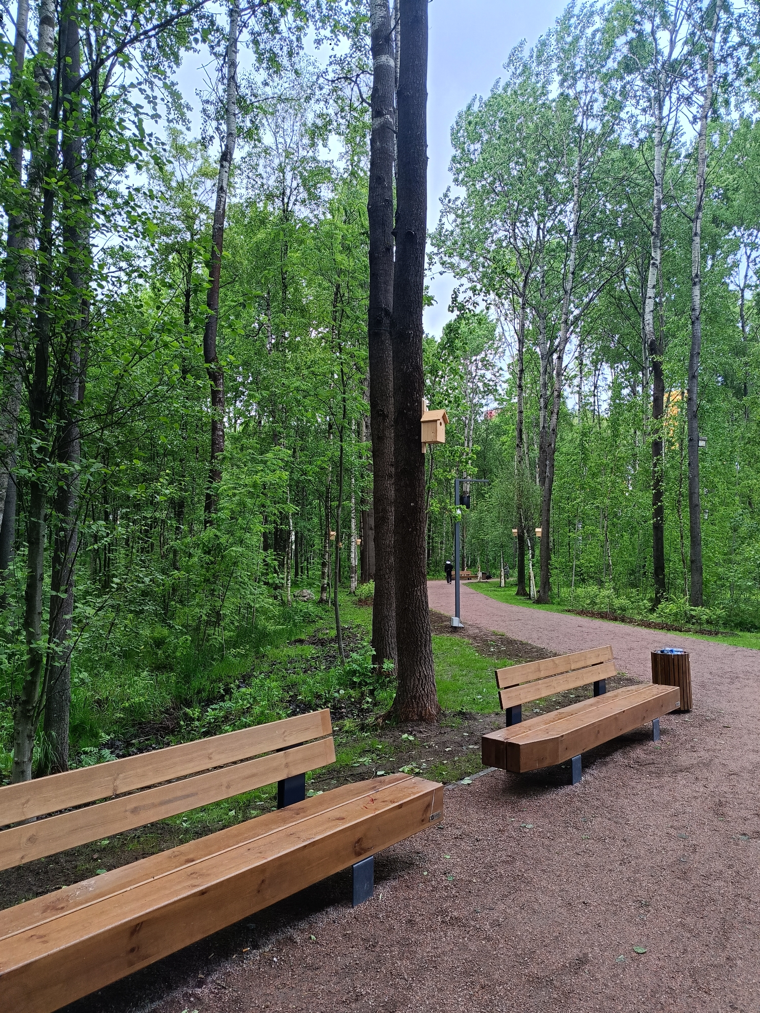 The image shows a park scene in Saint Petersburg, Russia. There is a gravel path winding through a green space filled with trees. Two wooden benches are in the foreground. The bench on the left is larger than the bench on the right, which is adjacent to a wooden trash receptacle. A tall tree with a birdhouse attached to it stands near the path. In the distance, a street lamp and the faint outline of a building can be seen along the path. The scene is set in a wooded area with a mixture of deciduous and coniferous trees. The light is overcast, suggesting a cloudy day.