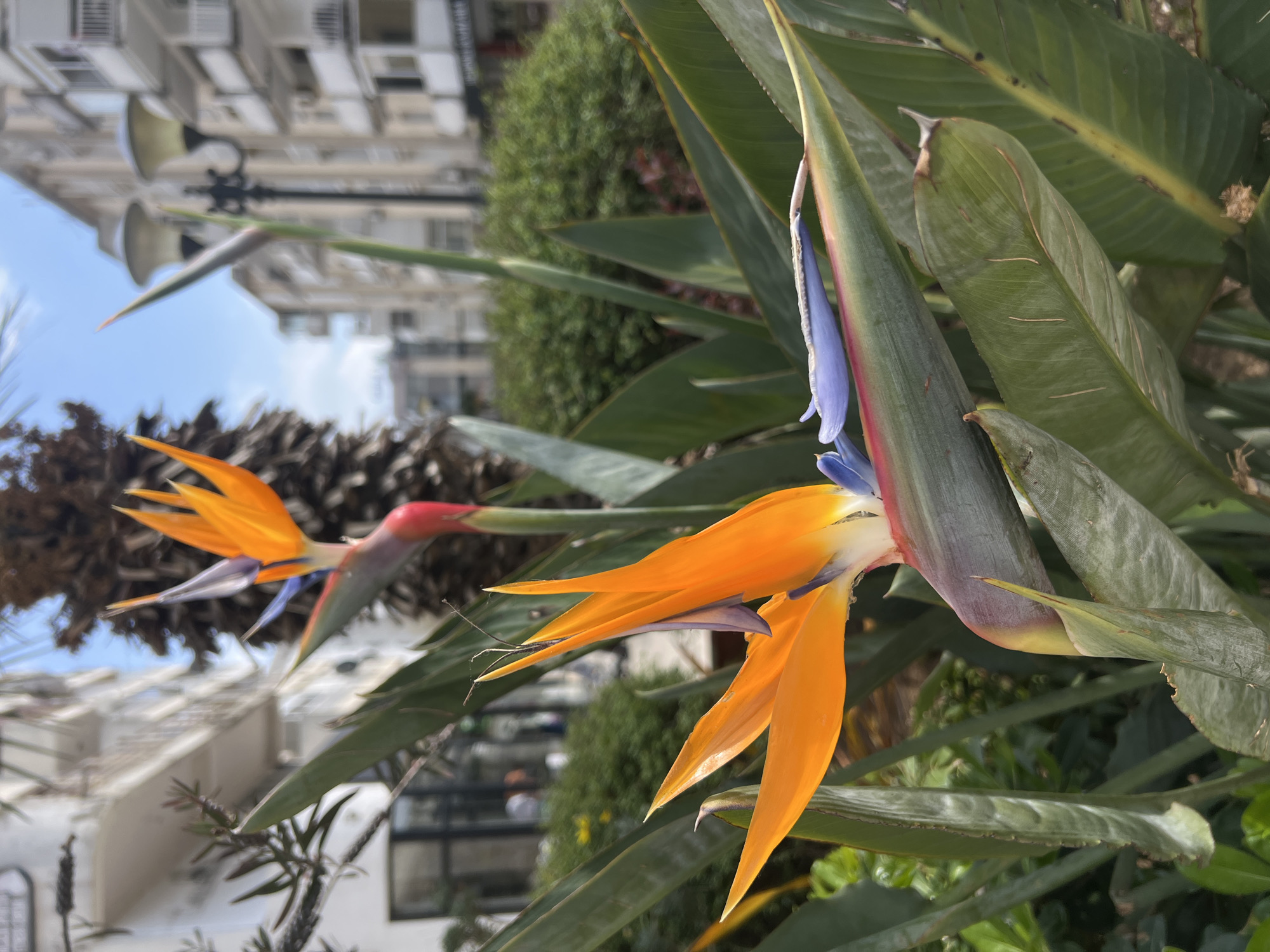 This image captures two vibrant Bird of Paradise flowers (Strelitzia reginae) in full bloom, set against an urban backdrop in Bar, Montenegro. The dominant flower on the right is fully open, showcasing its distinctive bright orange sepals, a deep blue tongue, and reddish-purple sheaths at its base. Another Bird of Paradise flower, slightly less defined and further back, is visible towards the left side of the frame, exhibiting similar colors.
The immediate foreground and midground are filled with the large, paddle-shaped, green leaves of the plant, some showing slight imperfections and texture. The overall lighting suggests a clear and sunny daytime.
In the blurred background, several multi-story buildings with balconies and windows are visible, indicating a residential or commercial area. A traditional black street lamp with two lamps extends upwards on the left side, silhouetted against the bright blue sky. Patches of various green foliage, including dense bushes and some palm-like textures, contribute to the lush, warm-climate setting. No people or discernible text are present in the image. The scene highlights the striking beauty of tropical flora amidst a typical urban environment.