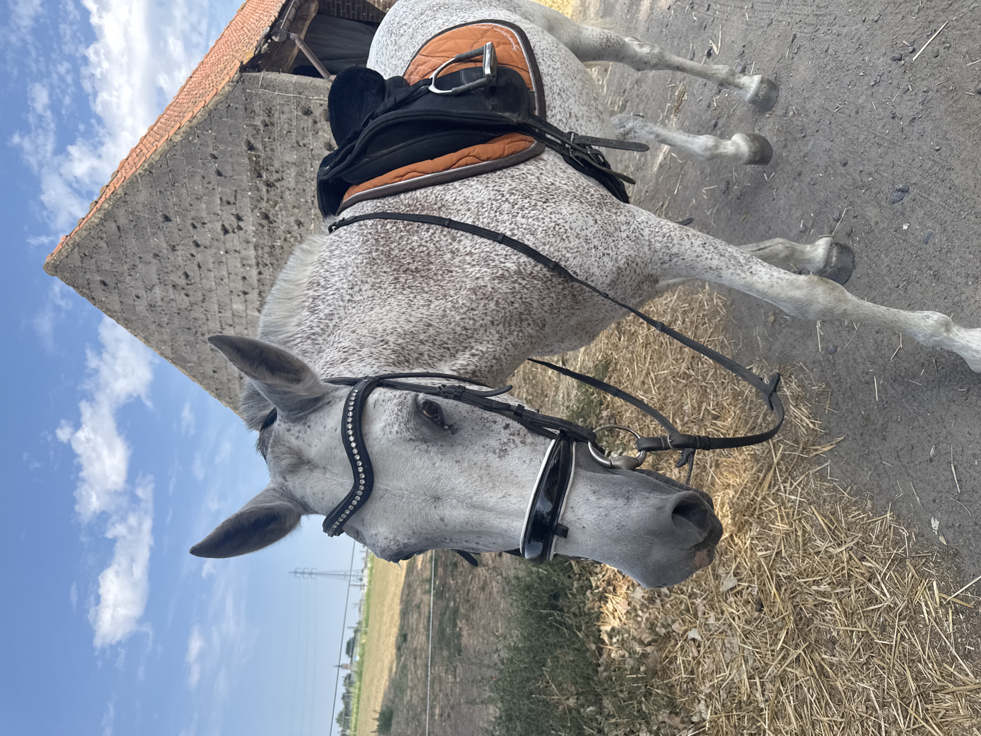 A dappled gray horse stands on a dirt path in front of a rustic brick building with an orange tiled roof. The horse is equipped with a saddle and bridle, the latter adorned with rhinestones. The building appears to be an old barn or stable. The background shows a dry, grassy field and a clear blue sky with scattered clouds. A power line tower is visible in the distance. The scene is located in Estaimpuis, Belgium.
