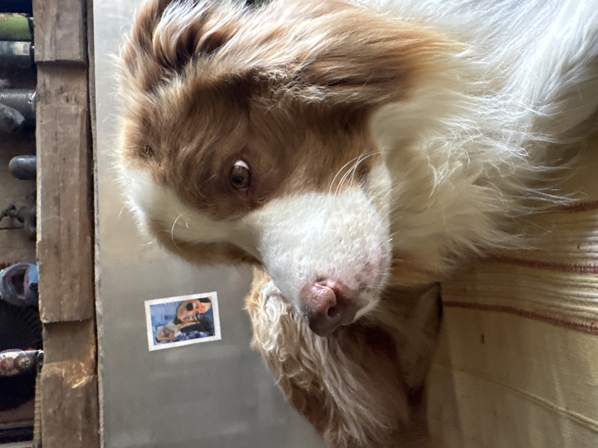 A medium shot captures an Australian Shepherd dog with brown and white fur. The dog is lying down, with its head turned to the right, showcasing its profile. Its eyes are brown and alert, and its nose is pink. A small, framed photo is affixed to a metallic surface behind the dog's head. The background includes a wooden shelf with various objects, the metallic surface, and a yellow, striped fabric beneath the dog.