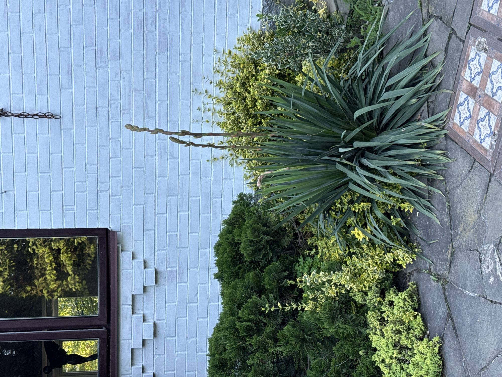 In the city of Alagir, Russia, an outdoor scene is depicted. The foreground features a cracked stone pathway with decorative tiles. Behind the pathway, various plants are arranged. A large Yucca plant with long, sword-like leaves is prominently displayed. It is surrounded by smaller shrubs, including a dense, dark green evergreen and a variegated shrub with yellow and green leaves. In the background, a white brick wall serves as a backdrop. A window with dark brown trim is visible on the wall, reflecting green foliage from the outside. A dark silhouette, possibly a statue or decoration of a winged figure, is visible in the reflection of the window. A short length of dark chain hangs from the wall above the plants. The overall environment suggests a garden or landscaped area adjacent to a building.