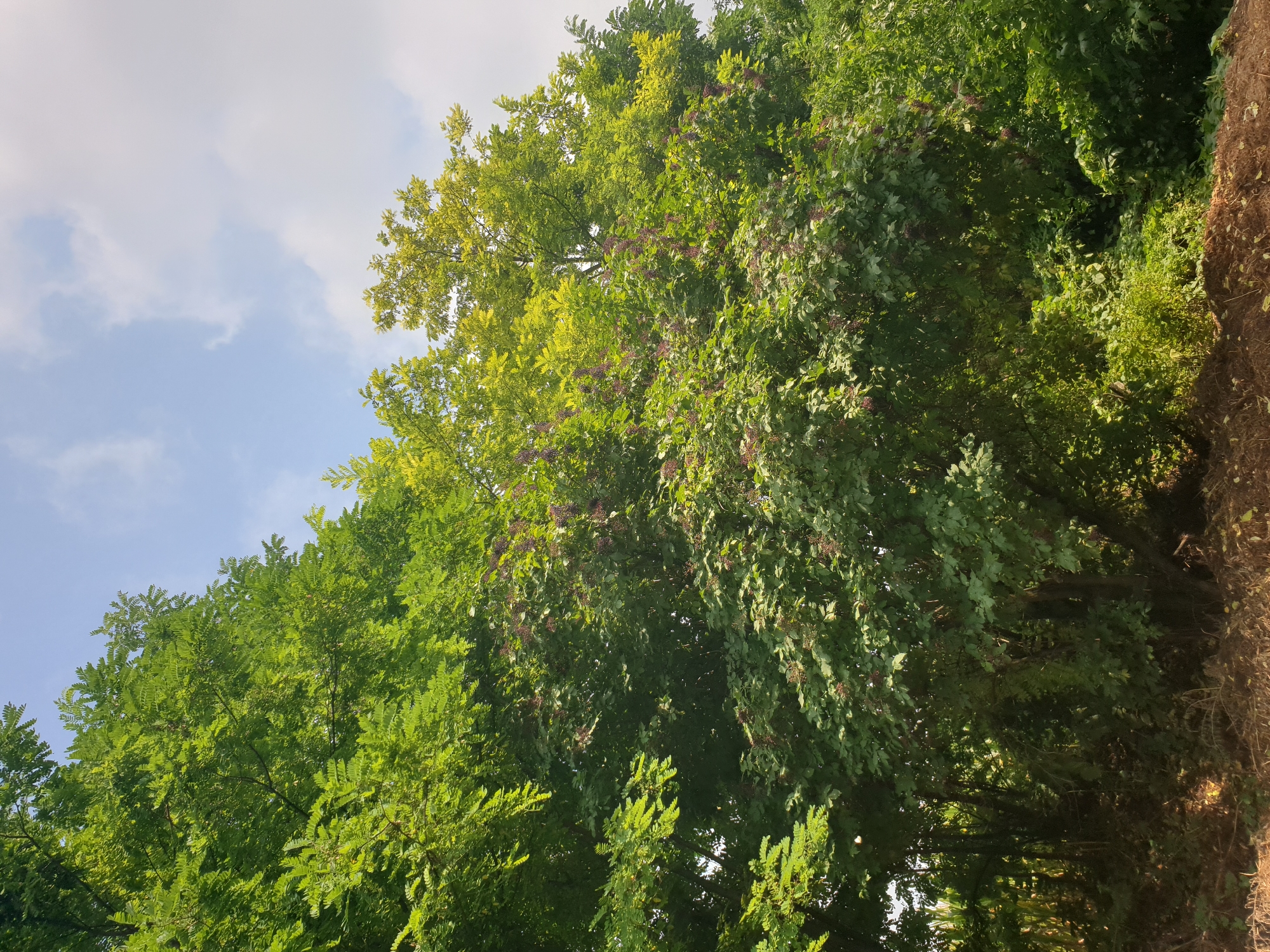 The image depicts a cluster of trees with lush green foliage under a partly cloudy sky. The trees are dense, with some showing a yellowish hue, possibly due to lighting or the specific type of tree. Clusters of small, dark berries are visible on some of the branches, suggesting a natural setting. In the foreground, a mound of dark soil or compost is visible, indicating a potential garden or landscaped area. The background is filled with more trees and vegetation, suggesting a rural or natural environment. The scene appears to be devoid of any human presence or activity. This image was taken in the vicinity of Lozovyi Yar, Ukraine.