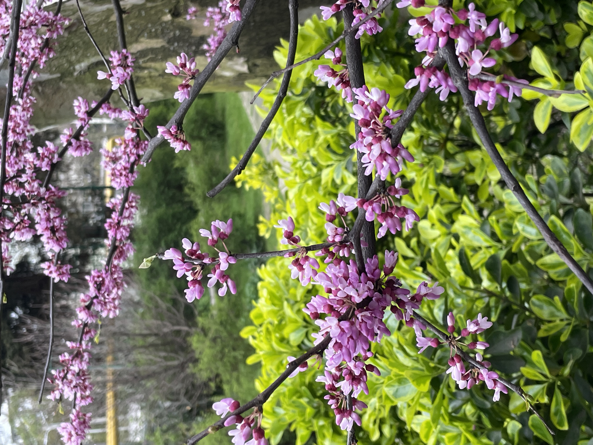 The image shows a branch of a flowering tree with small, pink flowers against a background of green foliage. The branches are dark and somewhat bare, with clusters of flowers emerging directly from the bark. In the background, there are blurry views of other trees and greenery, suggesting a park-like or garden setting. The location is in the city of Sochi, Russia. The scene is focused on the close-up detail of the flowering branch, emphasizing the arrival of spring.
