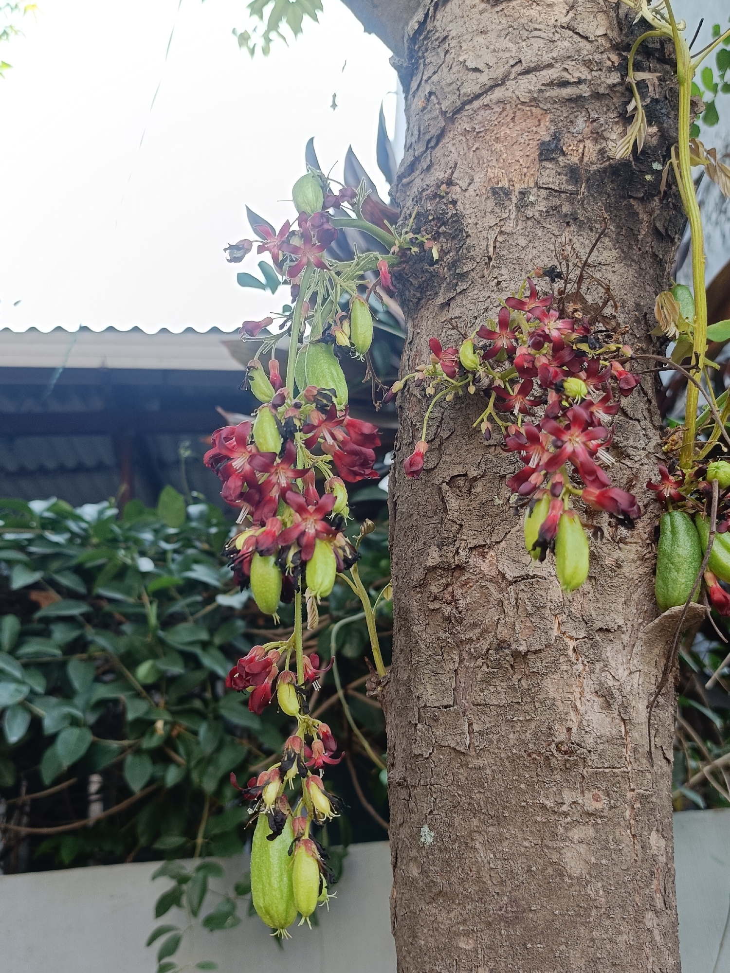 In Kediri City, Indonesia, a medium shot captures a close-up of a tree trunk with a rough, brown bark texture. Several clusters of small, dark red flowers with delicate petals are attached to thin stems that hang down from the branches. Interspersed among the flowers are elongated, pale green fruits, some appearing ripe and slightly swollen, while others are smaller and more immature. The background is softly blurred, showing lush green foliage of other plants and a section of a corrugated metal roof. The overall scene depicts a natural, outdoor environment, likely a garden or yard, with a focus on the flowering and fruiting branches of the tree.