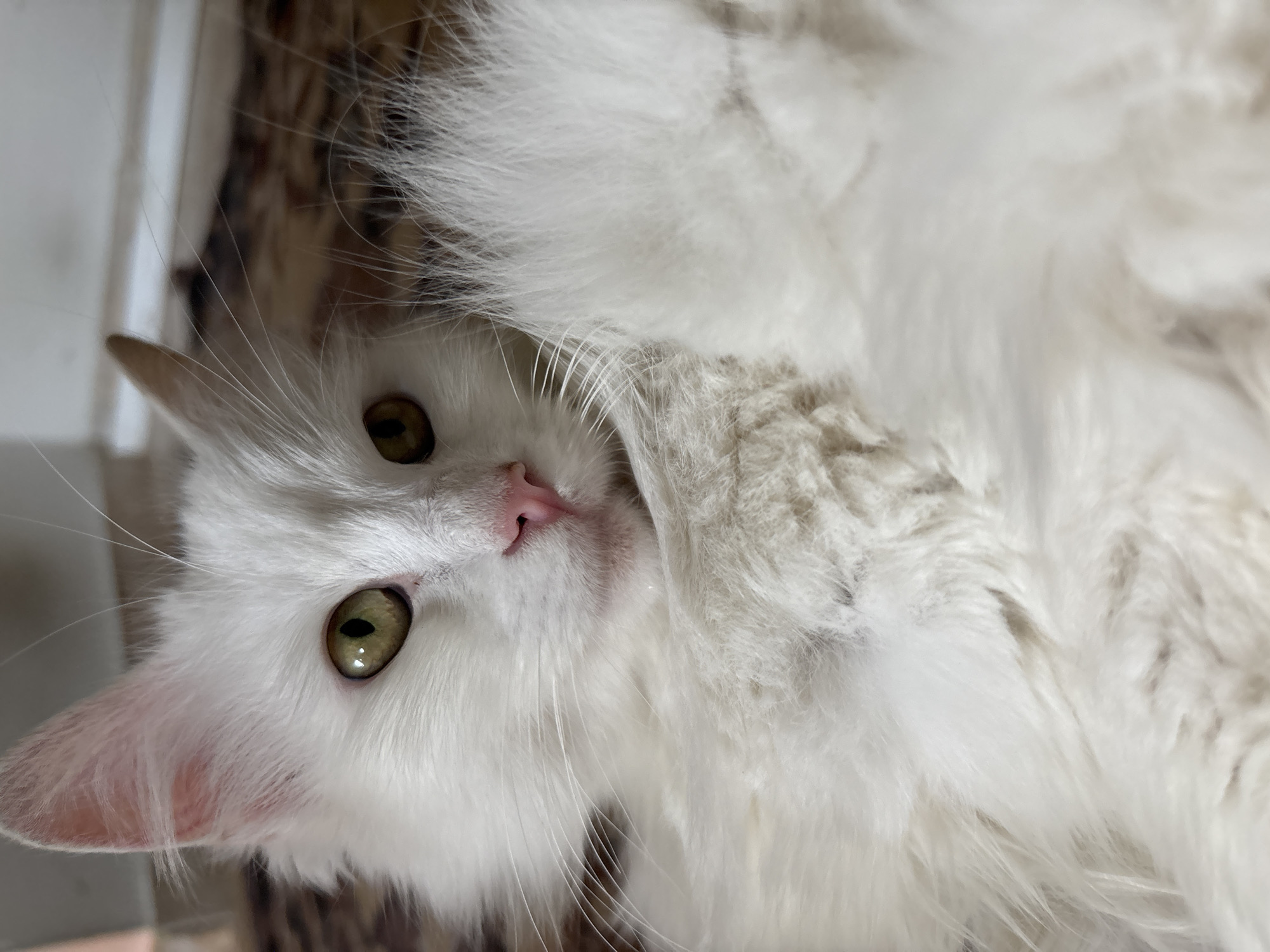 A close-up shot depicts a white, fluffy cat with green eyes and a pink nose. The cat is lying down, with its head tilted towards the viewer. The background is blurry and appears to be a patterned surface, possibly a rug or furniture. There is no indication of the location being Asenovgrad, Bulgaria.