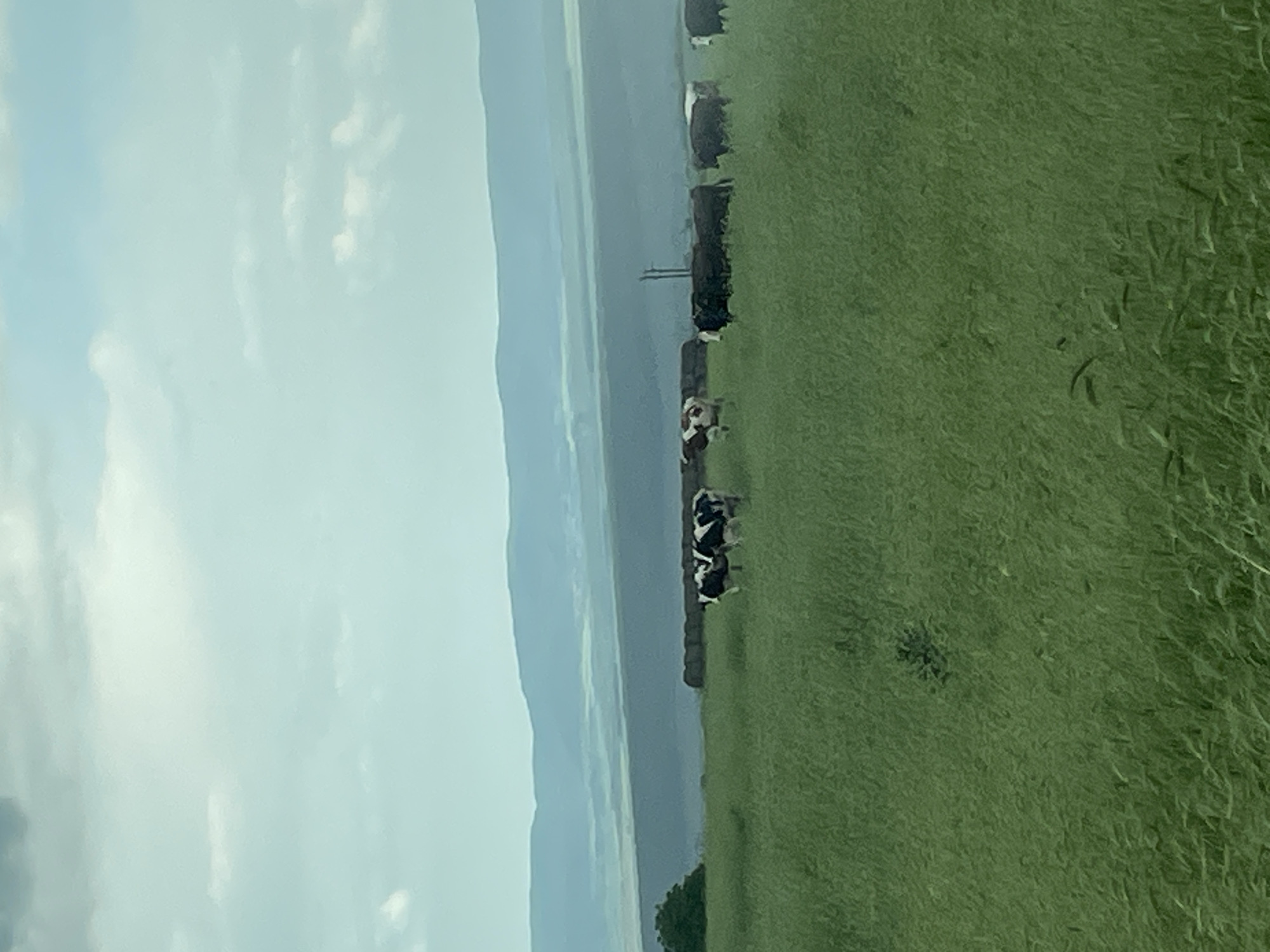 The image depicts a rural scene, likely in the vicinity of Makariopolsko, Bulgaria, characterized by a green field adjacent to a body of water and a backdrop of mountains under a cloudy sky. A line of cattle, mostly black and white, grazes along the edge of the field near the water. The scene is shot from a slightly elevated angle, with the field extending from the bottom right to the middle of the image. A power line is visible in the middle ground between the field and the water. The sky is overcast, lending a soft light to the landscape.