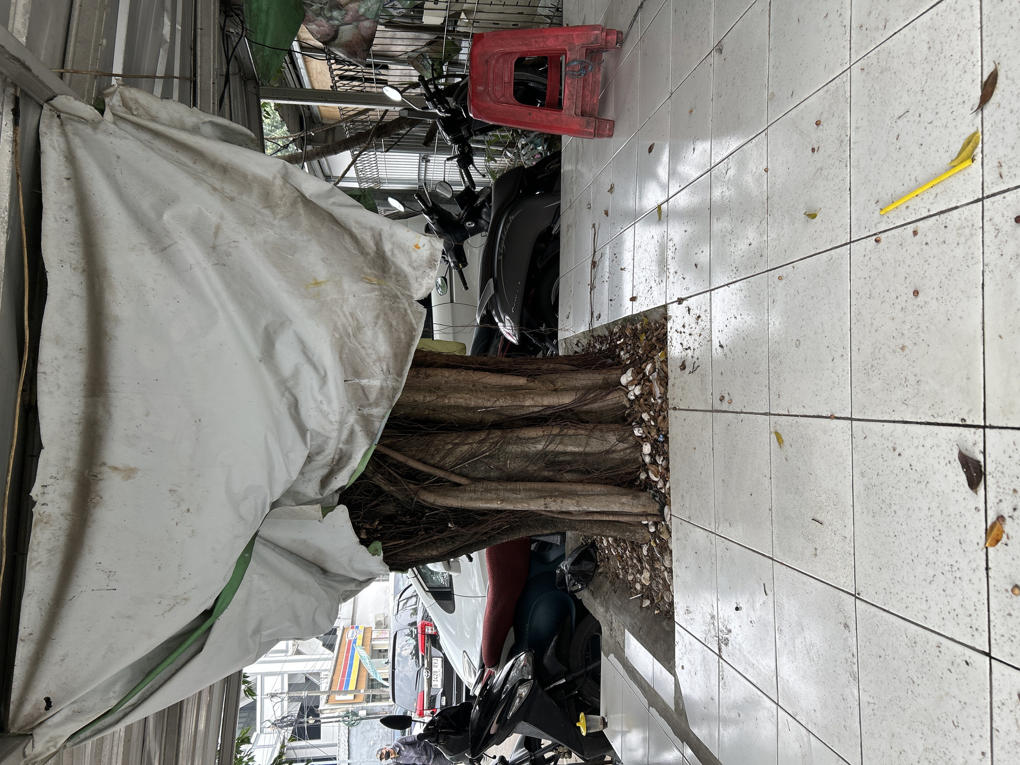The image depicts an outdoor scene, likely in the city of Depok, Indonesia, characterized by a covered area with a white tarp and a tree trunk. The tarp, appearing aged and stained, is draped over what seems to be a metal structure, possibly a temporary roof or awning. Beneath the tarp, a mature tree with exposed roots is visible, its base surrounded by gravel and fallen leaves.
In the background, several motorcycles are parked, suggesting a public or commercial area. A red plastic stool is placed to the right of the tree. Behind the motorcycles, there are glimpses of buildings and possibly other parked vehicles, including a white car and a black SUV. The ground is tiled with light-colored square tiles, some of which are wet, indicating recent rain or cleaning. A bright yellow object, resembling a small broom or brush, lies on the tiled surface in the foreground. A person in a hat and dark clothing is partially visible on the left side of the image, standing near a motorcycle. The overall impression is one of a utilitarian outdoor space, possibly a shopfront or a public waiting area.