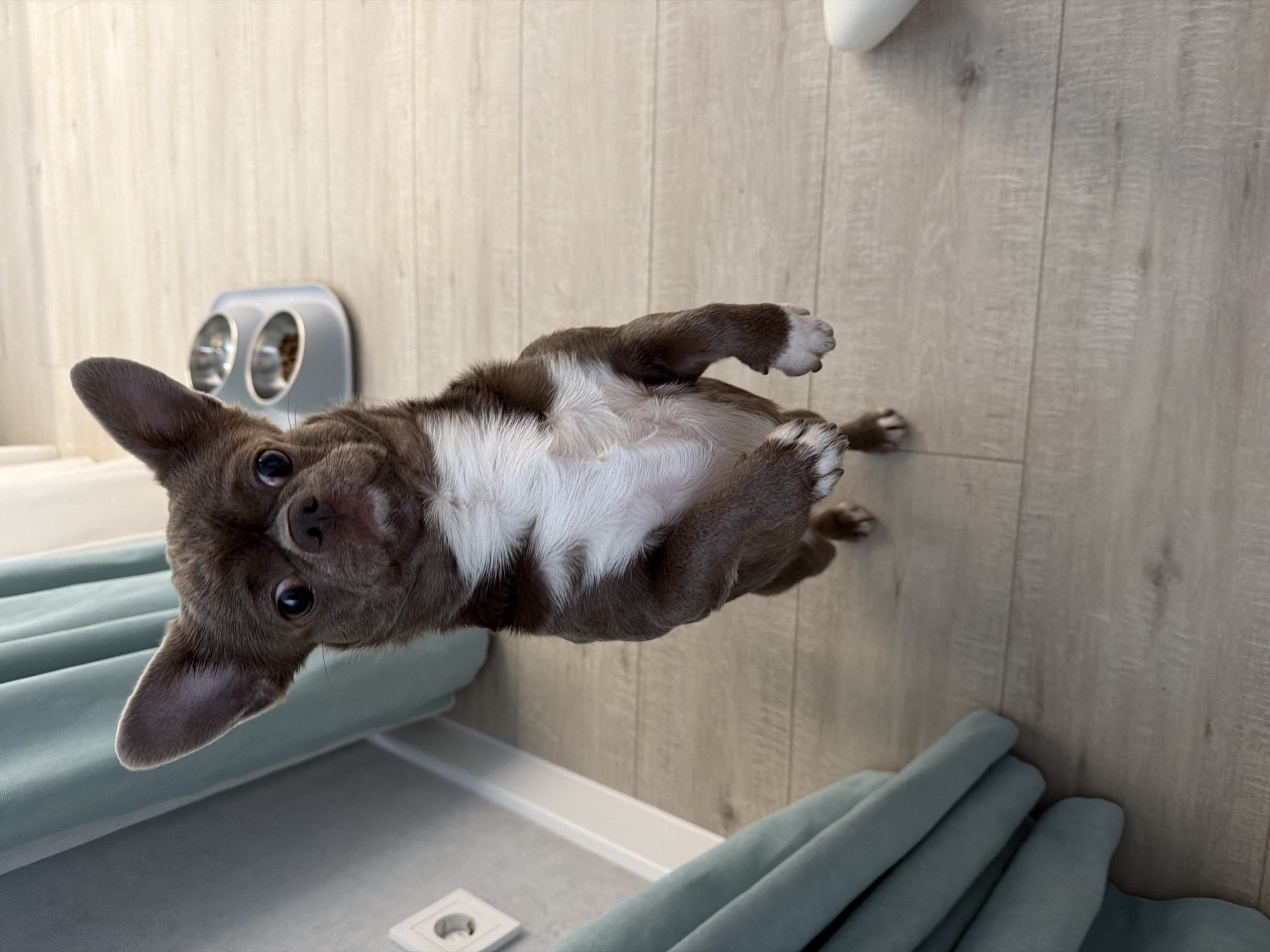 The image depicts a small brown and white Chihuahua lying on its back in a brightly lit room. The dog's head is oriented towards the left side of the frame, with its ears perked. Its white chest fur is prominently displayed. The floor is a light-colored wood laminate. A baby blue colored curtain is visible at the bottom left and right. A silver, double-bowl pet feeder is attached to the wall behind the dog's head. A white electrical socket can be seen in the lower left corner.
The location information indicates this scene could be in Votkinsk, Russia, but this cannot be confirmed from the image content alone.