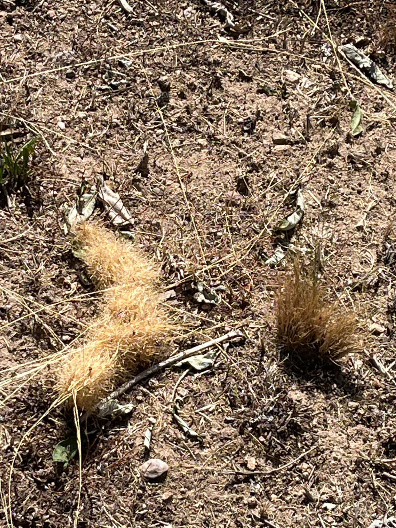 The image shows a close-up of dry, dusty ground covered with sparse vegetation and debris. Two clusters of dried grass or weeds are prominent. The larger cluster, on the left, is elongated and appears to be a bunch of dried foxtail-like seed heads. To the right, a smaller, more spherical clump of dried grass stands upright. The ground itself is a mix of brown soil, small pebbles, and fragmented dry leaves and twigs. Several thin, straw-colored blades of grass or weeds are scattered across the surface, some lying flat and others extending at angles. A few small green leaves are also visible, suggesting some still-living plants are present. The lighting indicates a bright, sunny day, casting shadows on the ground. The scene depicts a natural outdoor environment. There is no indication of the city of Chambœuf, France, within the image itself.