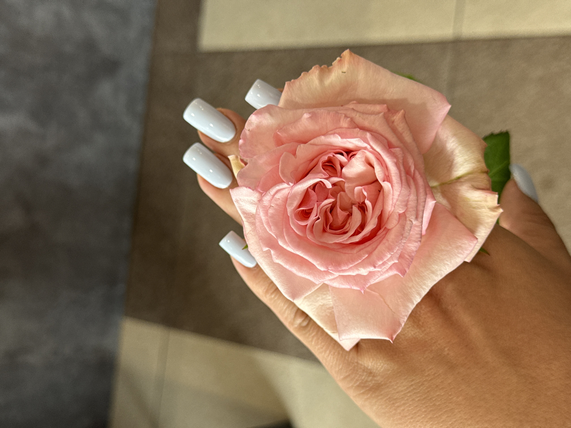 A close-up shot shows a person's hand holding a delicate pink rose. The hand has square-shaped, light blue nails. The rose is in full bloom, with numerous ruffled petals in shades of pink and peach. A green stem and leaf are visible at the top right of the rose. The background is blurred, suggesting an indoor setting with neutral-colored surfaces. The lighting is soft and natural, creating gentle highlights on the rose petals and the skin of the hand. The focus is entirely on the hand and the flower, emphasizing their beauty and texture. There is no visible text in the image. The overall mood is serene and elegant.