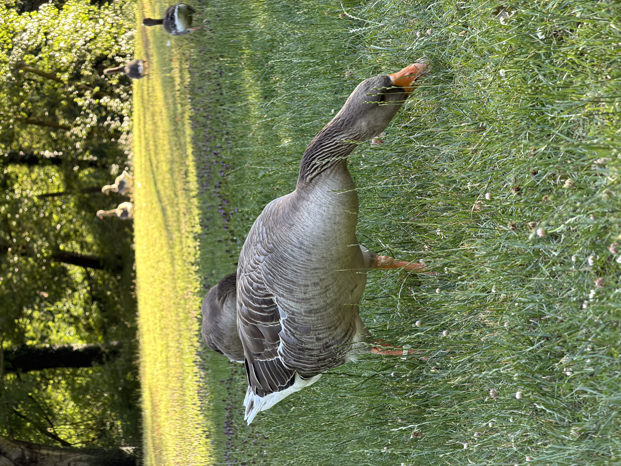 This is a medium shot, eye-level photograph taken outdoors in Vizille, France. The scene depicts a grassy area with several geese. In the foreground, a large goose is actively foraging in the grass, its head lowered and beak touching the ground. Its plumage is predominantly gray with white accents on its wings and tail. Its legs and feet are a vibrant orange.
In the middle ground, another goose is partially visible, facing away from the camera and appearing to be either resting or also foraging. Further in the background, four more geese are scattered across the lawn. Two are standing together facing away from the camera, while two others are closer together, also facing away. One of these distant geese is walking away from the viewer.
The environment is a well-maintained lawn illuminated by soft, warm sunlight, suggesting it might be late afternoon or early morning. The grass is green and dotted with small, light-colored wildflowers, possibly clover. Behind the grassy area, a line of trees forms a dense backdrop, their leaves illuminated by the sun, creating a dappled light effect. The overall impression is one of a peaceful, natural setting within Vizille.