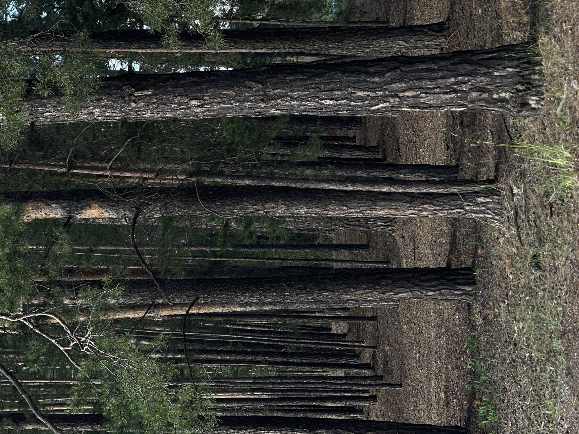 This is a vertical, eye-level, medium shot photograph of a dense pine forest. The trees are tall and slender with rough, dark bark and green needles. The ground is covered in dry pine needles and some scattered small green plants are visible in the foreground. The lighting suggests it is daytime, with dappled sunlight filtering through the canopy. There are no people or animals visible in the image.