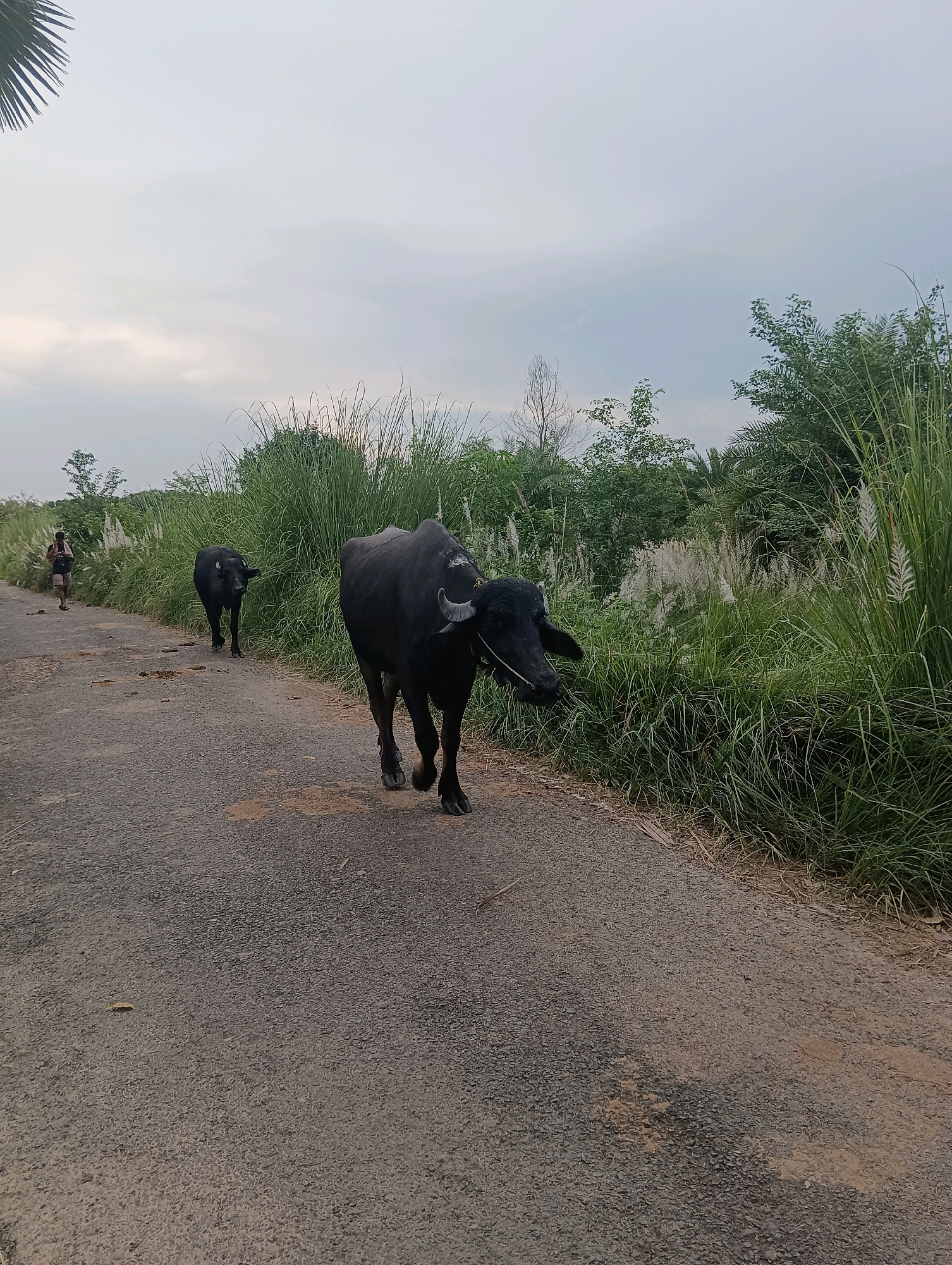In Pachua, India, on a paved road with patches of dirt, two black water buffaloes are walking away from the camera. The larger buffalo is in the foreground on the right, facing slightly towards the camera. A smaller buffalo walks behind it on the left side of the road. A person is walking away from the buffaloes in the distance on the left side of the road. Tall green grass and white plumes of catkins line the right side of the road. The sky is overcast with soft clouds.