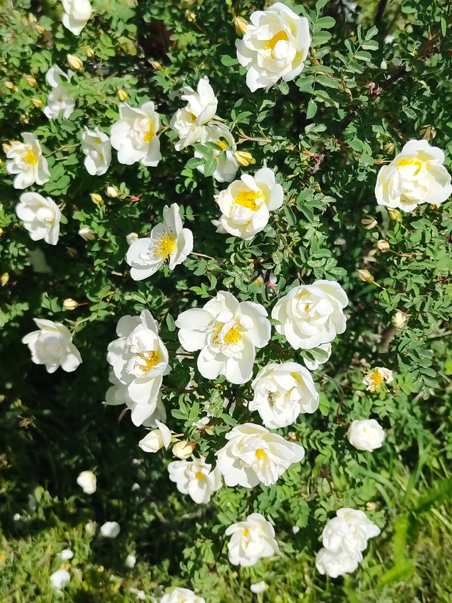 The image shows a close-up of a bush with white flowers. The flowers have yellow centers. The bush is located in a garden or park, possibly in the city of Chaikovsky, Russia. There is a small bee visible on one of the flowers. The environment appears to be sunny and green.
