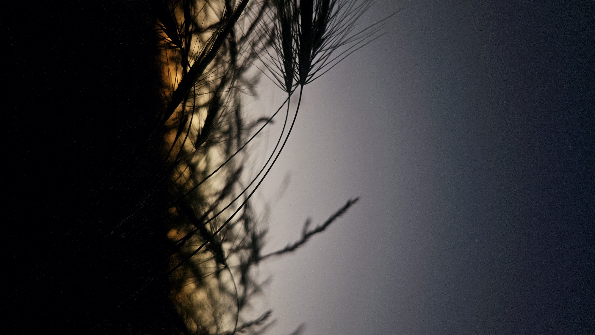 The image shows a close-up of tall grass stalks silhouetted against a dusky sky. The foreground is dominated by the dark, feathery plumes of the grass, with some stalks bending and curving gracefully. Behind the grass, the sky transitions from a deep, dark blue at the top to a lighter gray and then a band of warm, golden light near the horizon, suggesting either sunrise or sunset. The lighting is dim, creating a moody and atmospheric scene. There are no people, buildings, or identifiable landmarks visible, making the location indeterminate.