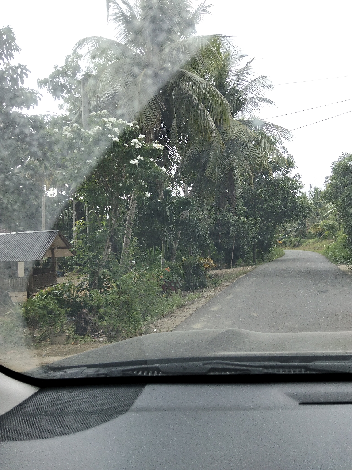 This media file depicts a view from inside a vehicle looking out at a rural road in Blang Mee, Indonesia. The scene is dominated by lush, tropical vegetation, including tall palm trees and dense greenery. A narrow, asphalt road curves through the landscape, disappearing into the distance. To the left of the road, a small, open-sided structure with a corrugated metal roof is visible, possibly a shelter or a small dwelling. White flowers are scattered among the trees, adding touches of color to the otherwise green and grey palette. The sky is overcast, suggesting a cloudy or possibly rainy day. The image appears to have been taken during daylight hours. The perspective suggests the photo was taken while the vehicle was in motion, as indicated by the slight blur and the view over the dashboard. No people are visible in the frame. The overall atmosphere is serene and suggests a quiet, undeveloped area.