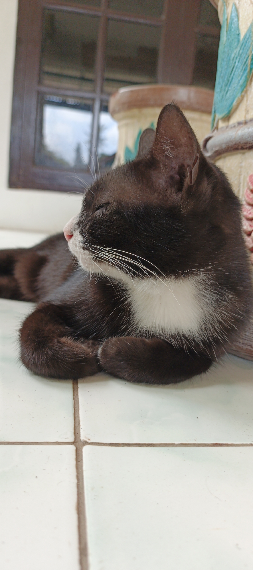 In Moyudan, Indonesia, a black and white cat is captured in a close-up profile shot, resting on a light-colored tiled surface. The cat's eyes are closed, suggesting it is sleeping or resting peacefully. Its fur is predominantly black, with a distinct white patch across its chest and a white muzzle. Long, white whiskers extend from its snout. The cat's paws are curled inward, tucked beneath its body. In the background, a portion of a window with dark brown framing is visible, reflecting the sky and possibly surrounding foliage. Adjacent to the window is a decorative object, likely a planter, with earthy tones and hints of teal and pink embellishments. The scene appears to be outdoors, possibly on a porch or patio, given the tiled floor and the presence of a window and decorative planter. The lighting suggests it is daytime, with soft shadows indicating diffused light.