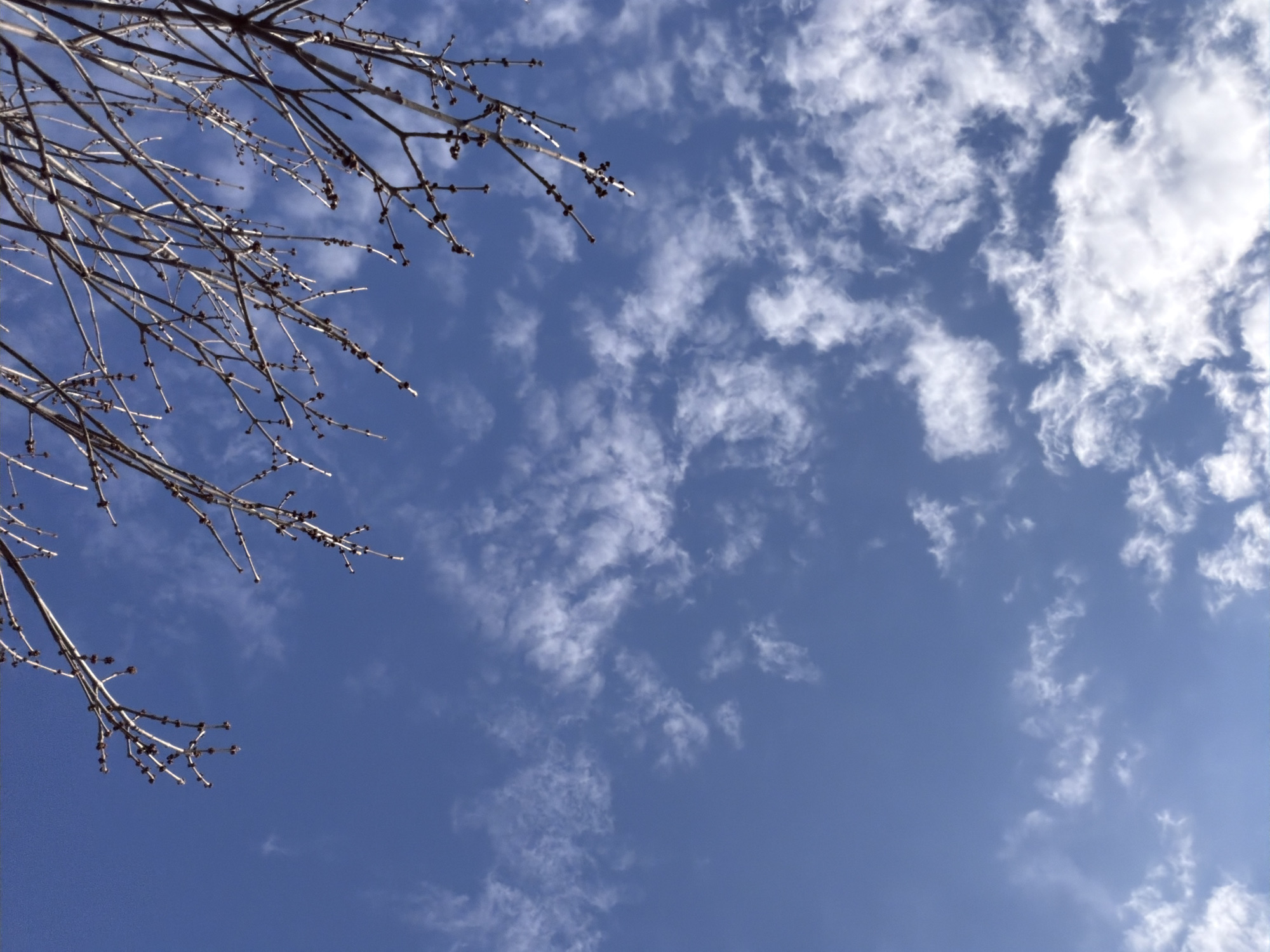 A low-angle shot features bare tree branches extending from the upper left corner, contrasting against a bright blue sky with scattered white clouds. The image suggests a moment in late winter or early spring before trees fully leaf out. Without additional information, specifying the exact location in Sofia, Bulgaria, is impossible.