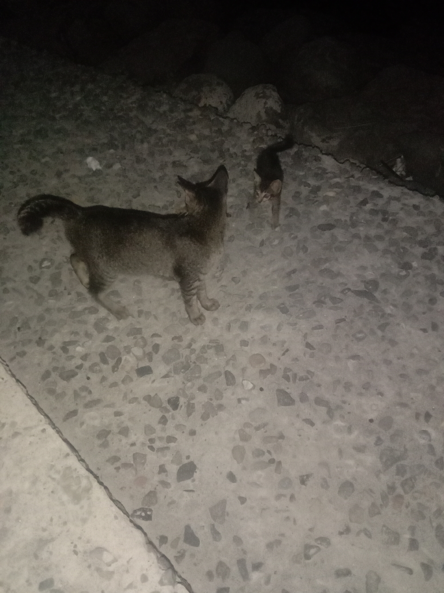The image captures two cats outdoors at night in Lhokseumawe, Indonesia. In the foreground, an adult cat, predominantly grey and brown with subtle tabby markings on its tail, stands on a textured ground surface. Its head is turned to the right and slightly upwards, suggesting it is looking at something beyond the frame or in the distance. Behind and to the right of the adult cat, a smaller kitten, similar in coloration, is partially visible, appearing to look towards the viewer or slightly to its right.
The cats are situated on a light grey ground composed of concrete or a terrazzo-like material, embedded with numerous small, irregular grey and white pebbles. A distinct diagonal crack or joint runs across the bottom left portion of the image, dividing the lighter foreground surface. The background is very dark, indicating deep night. It features indistinct, larger, dark grey rocky structures or debris, transitioning into an entirely black area at the top and upper right, suggesting an unlit natural or rugged environment. The scene is dimly lit, emphasizing the nocturnal setting. No specific activity beyond standing and observing is clearly depicted. There is no visible text.