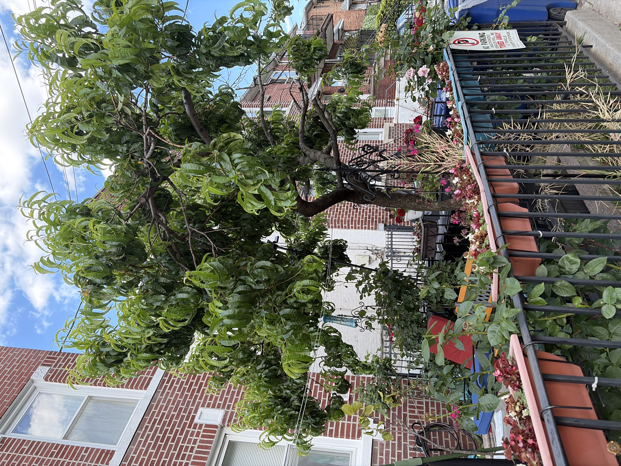 The image shows a residential street scene in New York City, United States of America. A large tree with green leaves is prominently featured in the center of the frame, with its branches extending over a fence. The fence is adorned with several planters filled with various flowering plants and foliage, including roses and begonias in shades of pink, red, and white. Behind the fence and planters, a brick building with white-trimmed windows is visible. Further in the background, more brick buildings with balconies are present, suggesting a densely populated urban environment. The sky above is blue with scattered white clouds. A blue trash bin and a "No Parking" sign are also visible on the right side of the image. The scene appears to be a well-maintained residential area with a focus on gardening and outdoor beautification. There are no people or animals visible in the image.