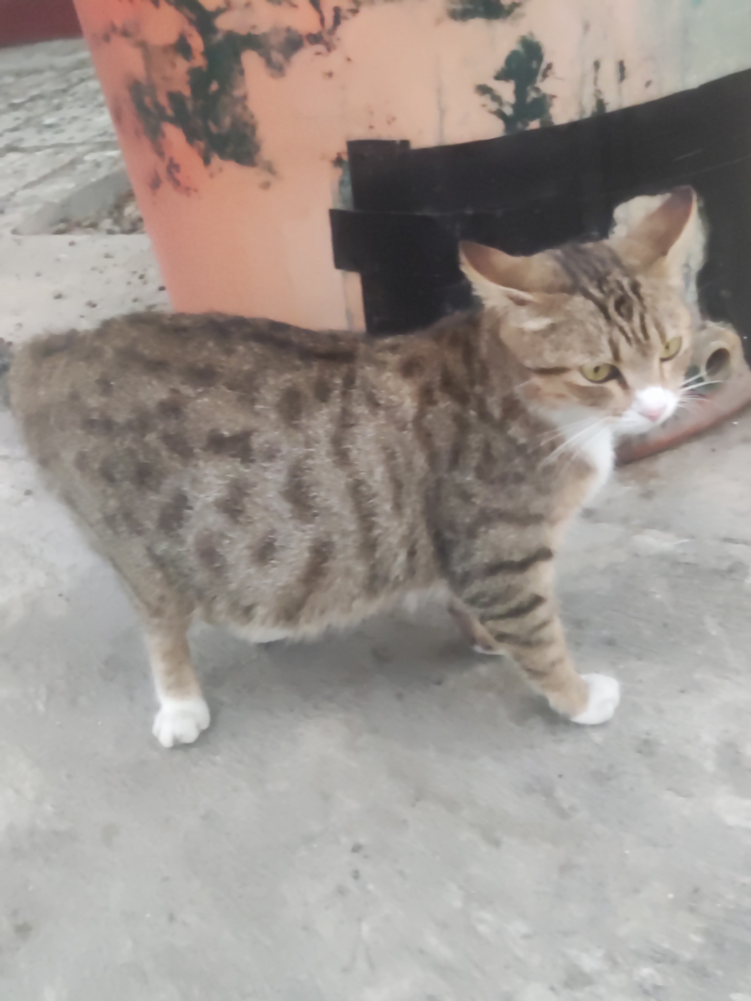 A tabby cat with white paws stands on a concrete surface in Trihanggo, Indonesia. The cat is facing right, with its body partially turned towards the viewer. The background features a large, orange, cylindrical object with green markings, and a black structure behind it. The lighting is moderate, suggesting it is daytime.