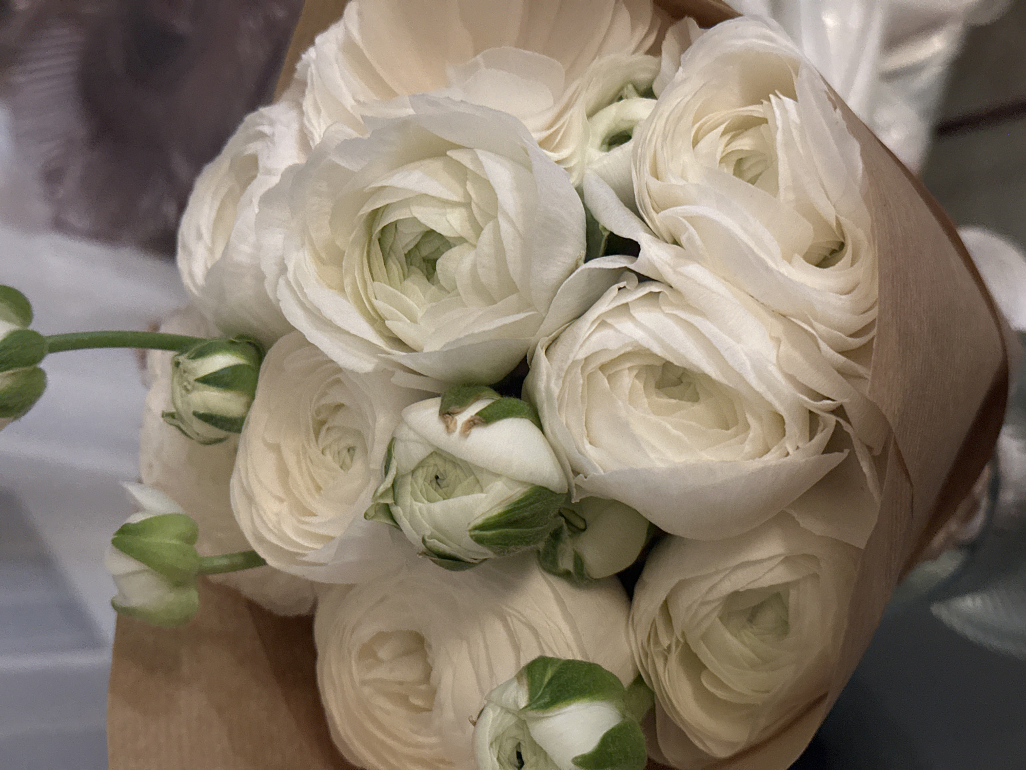 A close-up shot shows a bouquet of white ranunculus flowers wrapped in brown paper. Some green buds are visible amongst the blossoms. The background is blurry and indistinct, suggesting an indoor setting. No people are visible. The location, Novi Sad, Serbia, cannot be confirmed from the image.
