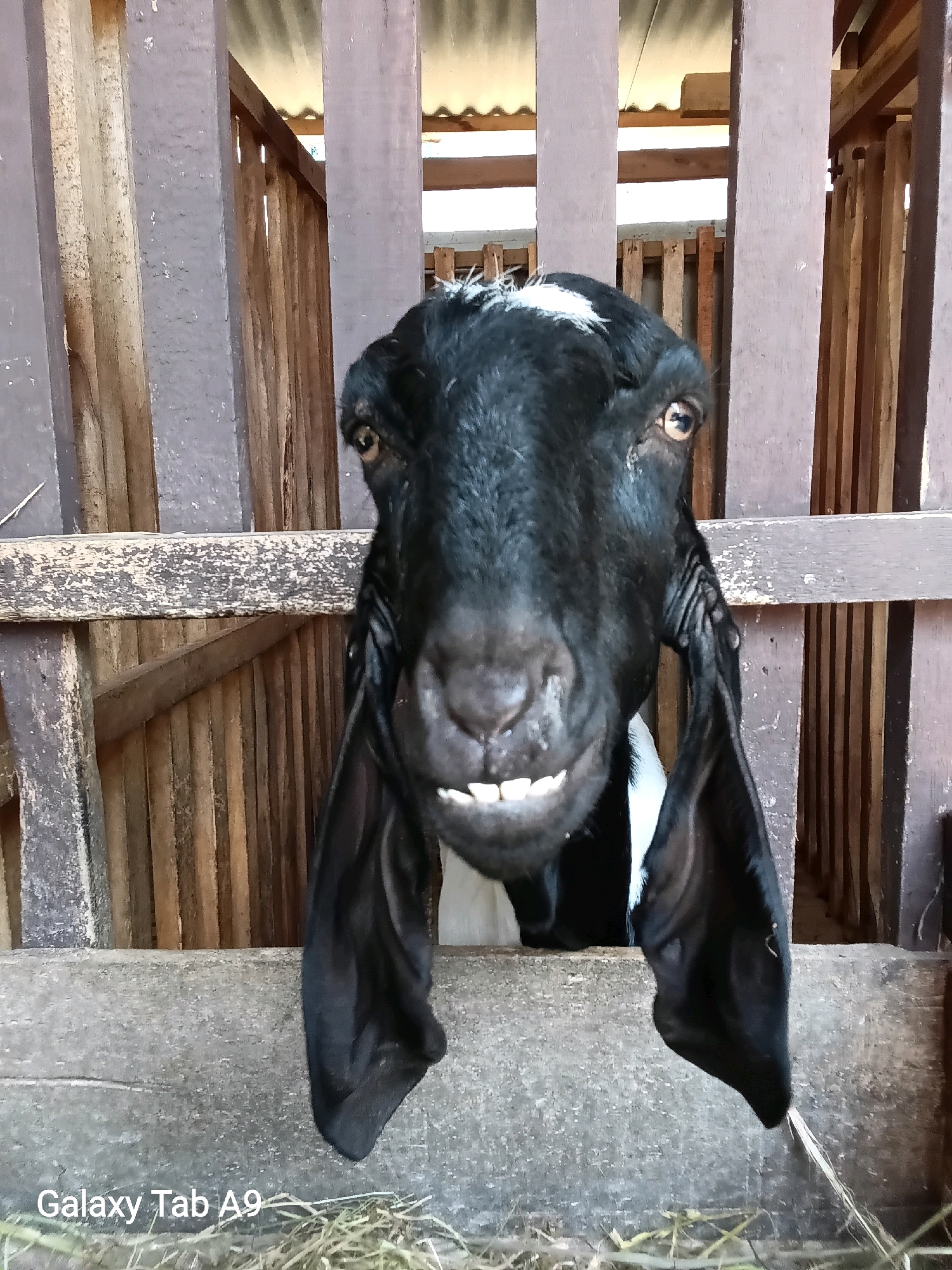 A black goat with large floppy ears and white markings on its forehead is visible in a wooden enclosure. The goat's mouth is open, revealing its teeth, and it appears to be looking directly at the camera. The enclosure has a rustic appearance with wooden bars and a corrugated metal roof visible in the background. Some dry hay is present on the floor of the enclosure. The "Galaxy Tab A9" watermark is visible in the bottom left corner of the image. The scene suggests an agricultural or rural setting, possibly a farm or a sanctuary for livestock. This image was captured in Trenggalek, Indonesia.