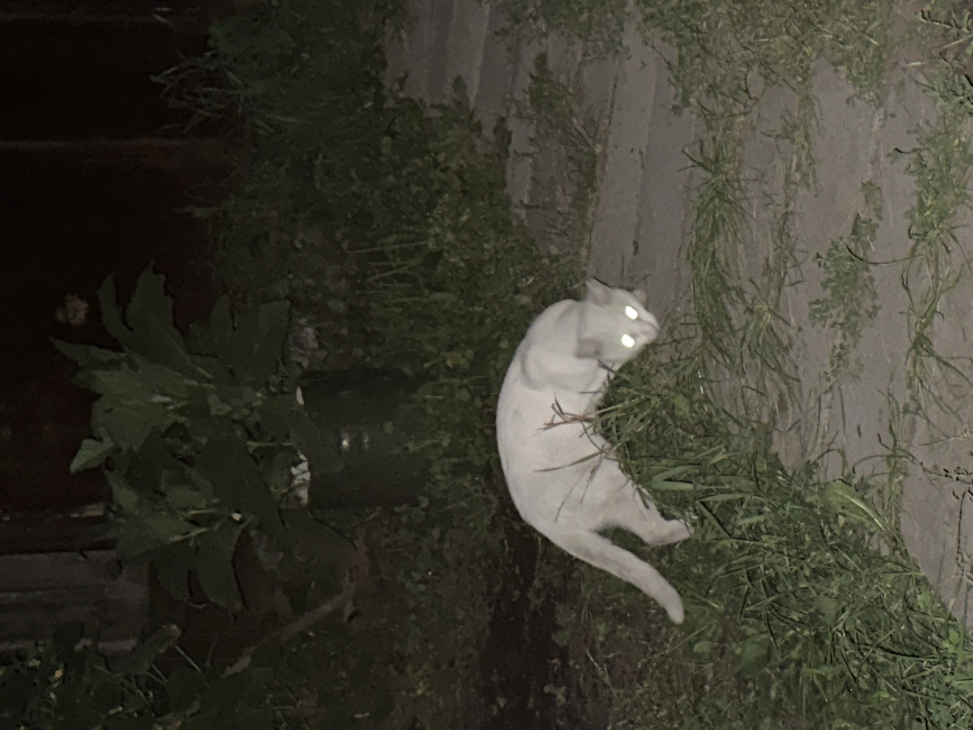 A white cat with glowing eyes crouches in overgrown grass next to a paved pathway at night. The cat is facing the viewer with its head lowered. In the background, a large, dark green plant is visible, partially obscuring a dark, vertical structure that may be a fence or wall. The scene appears to be an outdoor residential area, possibly a backyard or garden in Biysk, Russia.