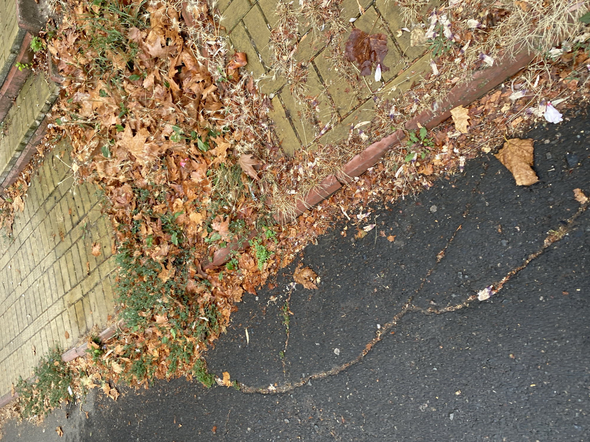 The image depicts a sidewalk and adjacent asphalt road covered with fallen autumn leaves. The sidewalk is paved with yellow rectangular tiles, bordered by a brick-like material. Green weeds and dry grass are growing amongst the leaves. The asphalt road shows some cracks and is also partially covered with leaves and debris. The scene appears to be an outdoor urban environment, likely a public walkway in Chornomorsk, Ukraine, given the context. There are no people or animals visible in the image, nor are there any observable actions or interactions taking place. The lighting suggests an overcast or late afternoon setting.