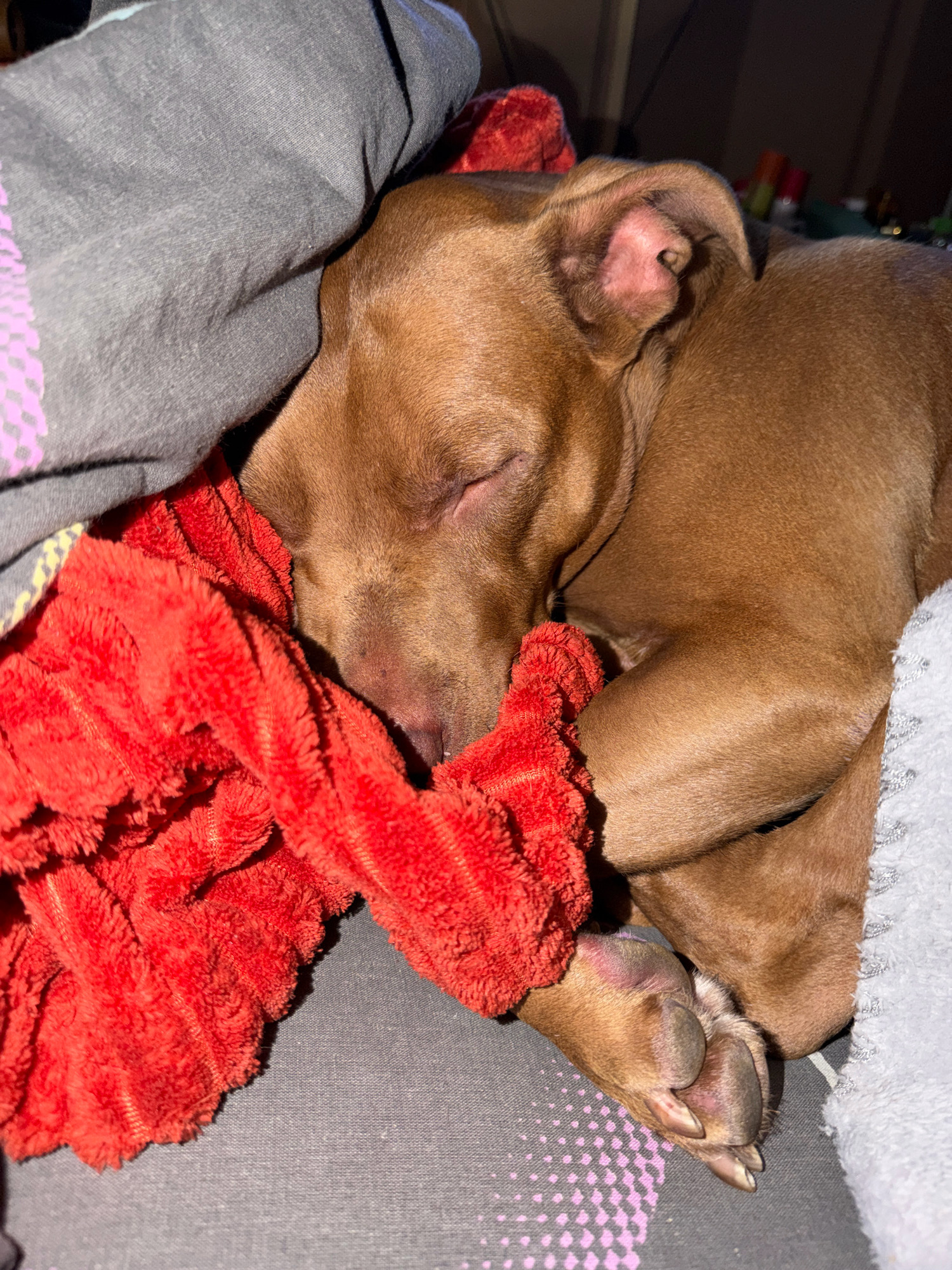 A brown pit bull puppy sleeps soundly, nestled amongst soft blankets. A bright red, fluffy blanket is positioned under its head, while a gray blanket with a purple geometric pattern covers its back. The puppy's right paw, with its distinct pads and claws, rests on the gray blanket. Another light gray blanket with silver accents is partially visible on the right side of the image. The scene appears to be indoors, likely in a home environment, given the presence of blankets and the dark, out-of-focus background which may suggest a bedroom or living area. The lighting is dim, creating a cozy and peaceful atmosphere.