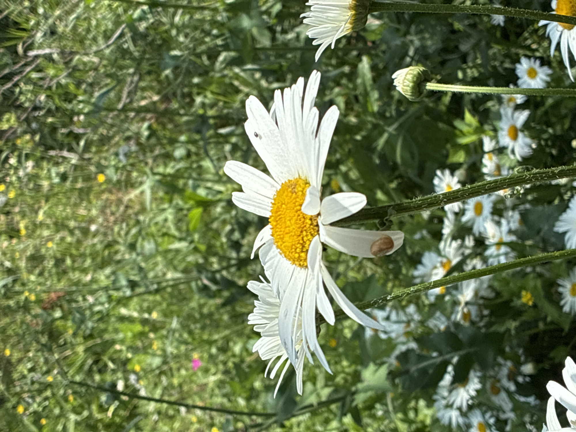 A close-up, medium shot captures a white daisy with a bright yellow center, its petals fanned out. A tiny brown snail is visible on one of the daisy's petals, and a small black insect is perched on another. The background is a blur of green foliage, with hints of yellow and pink wildflowers, suggesting a natural, outdoor setting. The image is likely taken in Surami, Georgia, a town known for its natural beauty.