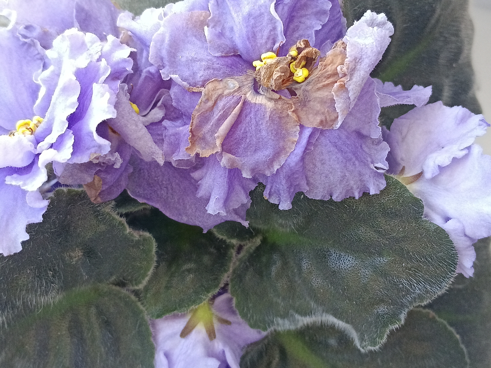 A close-up, overhead shot captures a cluster of purple African violets, some in bloom and others appearing wilted or faded. Yellow stamens are visible in the center of one of the flowers. Dark green, velvety leaves, characteristic of African violets, form the base of the arrangement. The image was taken in Severnyi, Russia.