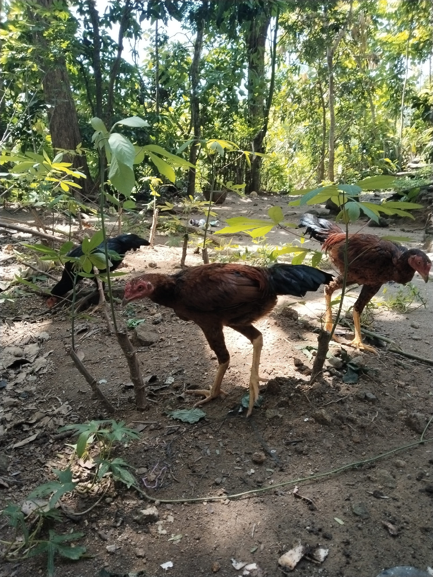 The image shows a wooded area with three chickens. Two chickens are brown with black tails and red heads. One is behind a small plant in the foreground, and the other is slightly behind it to the right. A third chicken is black and partially obscured by a plant on the left side of the frame. The ground is covered with dirt, leaves, and small plants. Trees surround the area. The location is unknown.