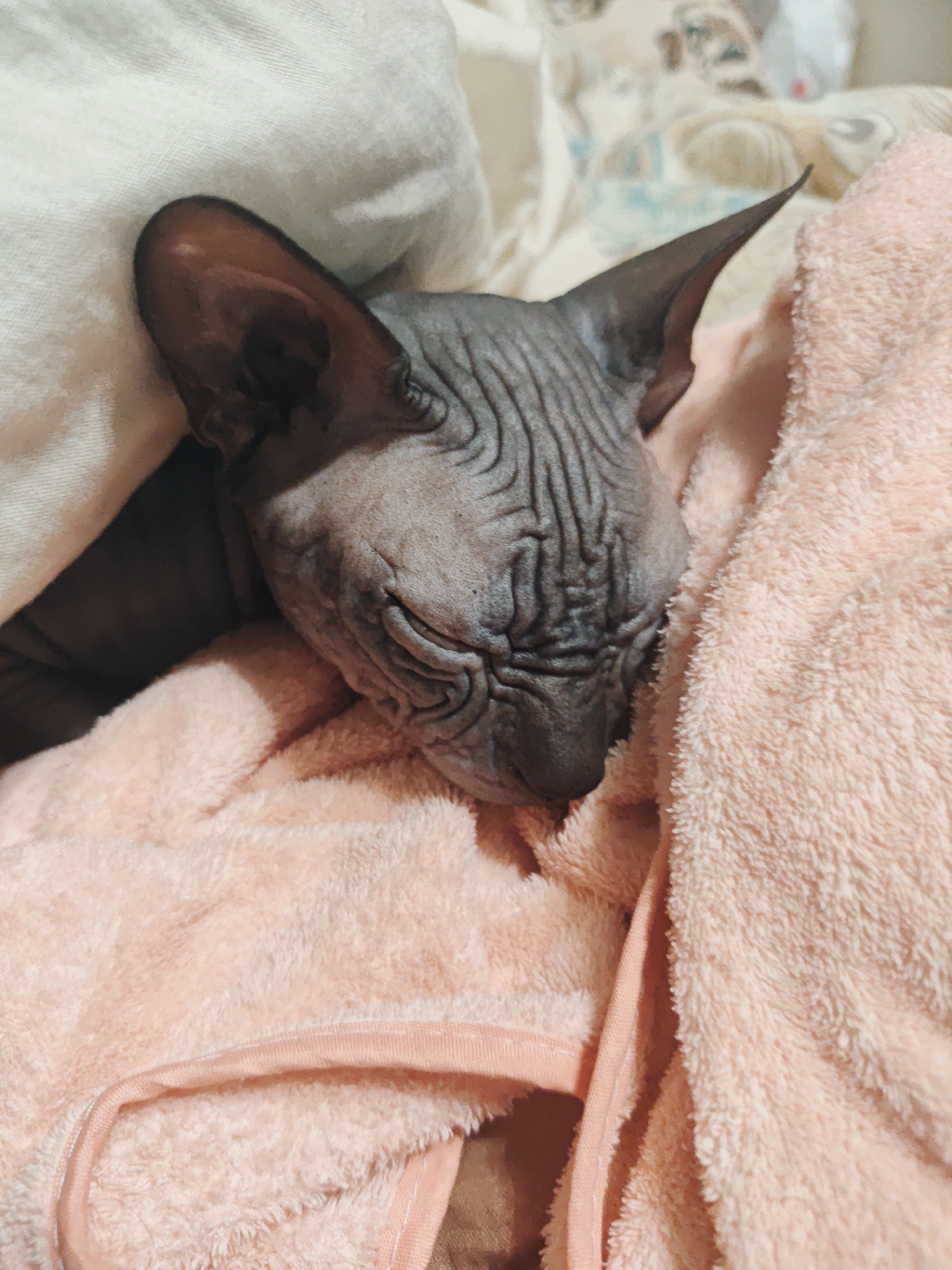 A hairless cat is sleeping soundly, nestled in a soft, peach-colored blanket. The cat's skin is wrinkled, and its eyes are closed, suggesting a deep sleep. The background is softly blurred, with hints of other blankets or bedding. The overall impression is one of comfort and tranquility. This image was captured in Voronezh, Russia.