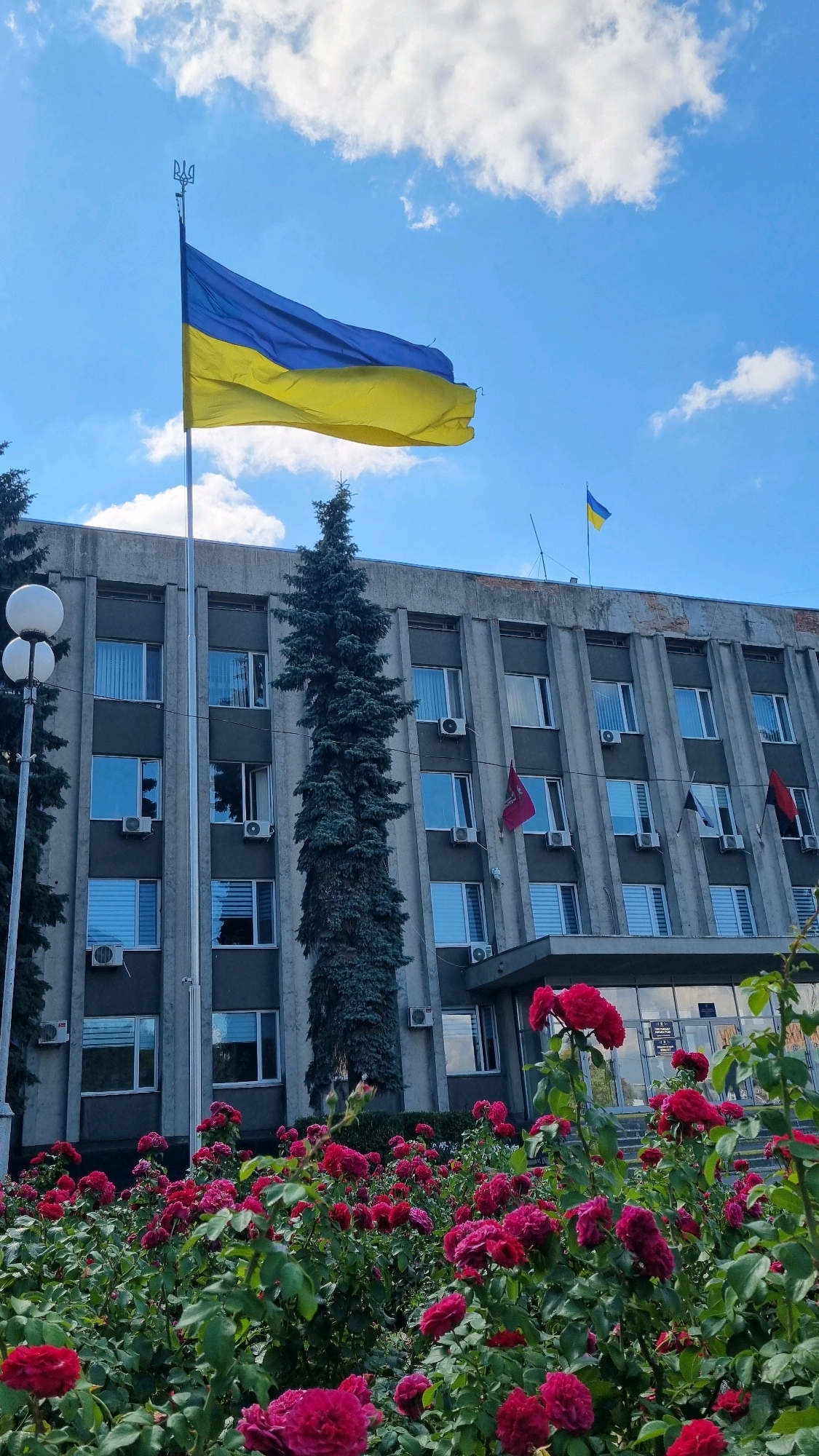 In the city of Smila, Ukraine, a tall flagpole stands in front of a brutalist-style government building. The Ukrainian flag, a vibrant blue and yellow bicolor, is prominently displayed, billowing in the wind. To the right of the main flag, a smaller Ukrainian flag is also visible atop the building. The building itself is a grey, concrete structure with numerous windows and air conditioning units. A tall, dark green fir tree stands to the left of the building, adding a vertical element to the scene. In the foreground, a dense bed of dark pink and red roses is in full bloom, creating a striking contrast with the imposing architecture behind them. The sky is a bright blue, dotted with fluffy white clouds. The overall impression is one of national pride and civic presence, softened by the natural beauty of the rose garden.