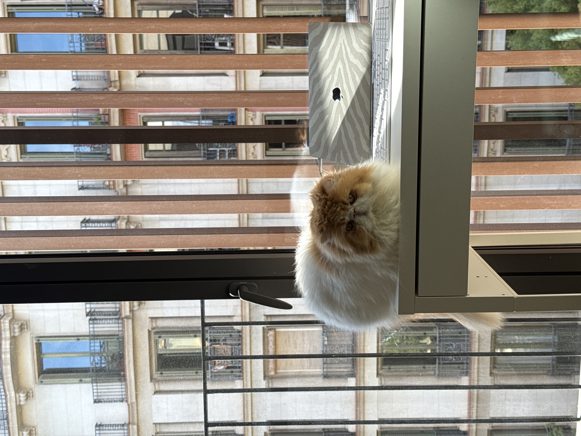 A medium shot of a cat on a windowsill with an open laptop in an apartment in Barcelona, Spain. The cat is a fluffy, white and orange Persian. The window has venetian blinds, and the view outside is of a building across the street, typical of Barcelona architecture with multiple windows and balconies. The apartment appears to be on an upper floor, judging by the number of floors visible across the street. The light in the room suggests it is daytime.