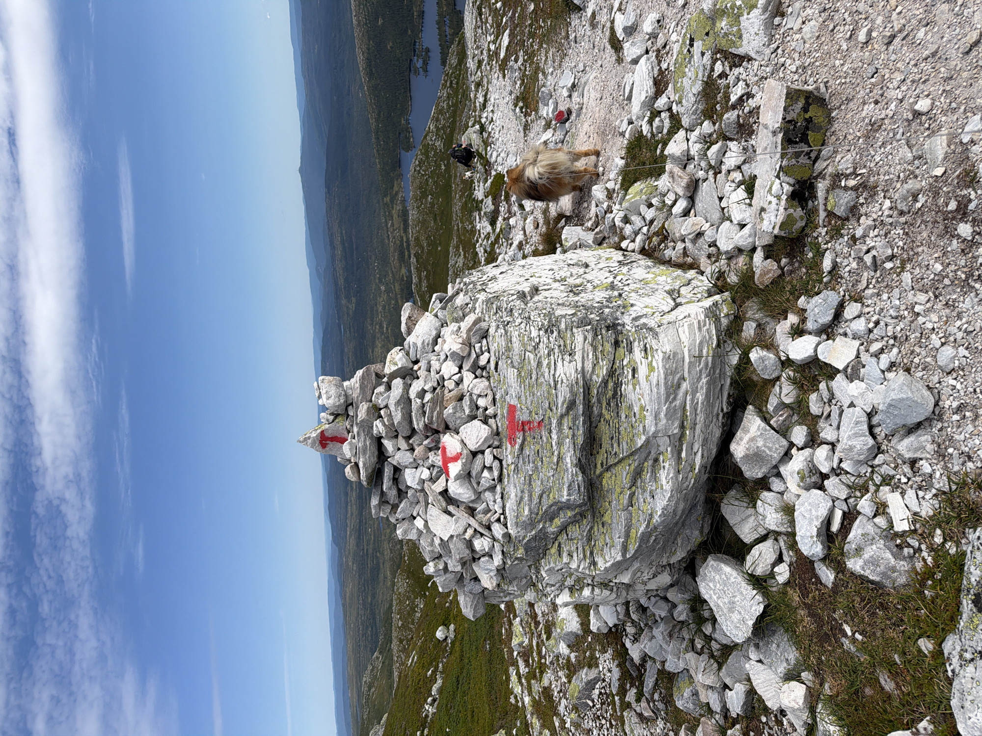 The image captures a panoramic view of a mountainous landscape in Ormemyr, Norway. In the foreground, a large cairn, constructed from numerous grey stones, is prominently displayed. Several of these stones are marked with bright red "T" symbols, indicating a hiking trail. A large, moss-covered boulder is integrated into the base of the cairn.
To the right of the cairn, a golden-furred dog, on a leash, walks on a gravel path. Further in the background, another person is visible, also seemingly on a trail, with a smaller white dog accompanying them. The landscape beyond features rolling hills covered in dark green vegetation and scattered trees, interspersed with several blue lakes. The sky is a vibrant blue, with scattered white clouds. The overall scene depicts a serene and natural environment, typical of a hiking destination in Norway.