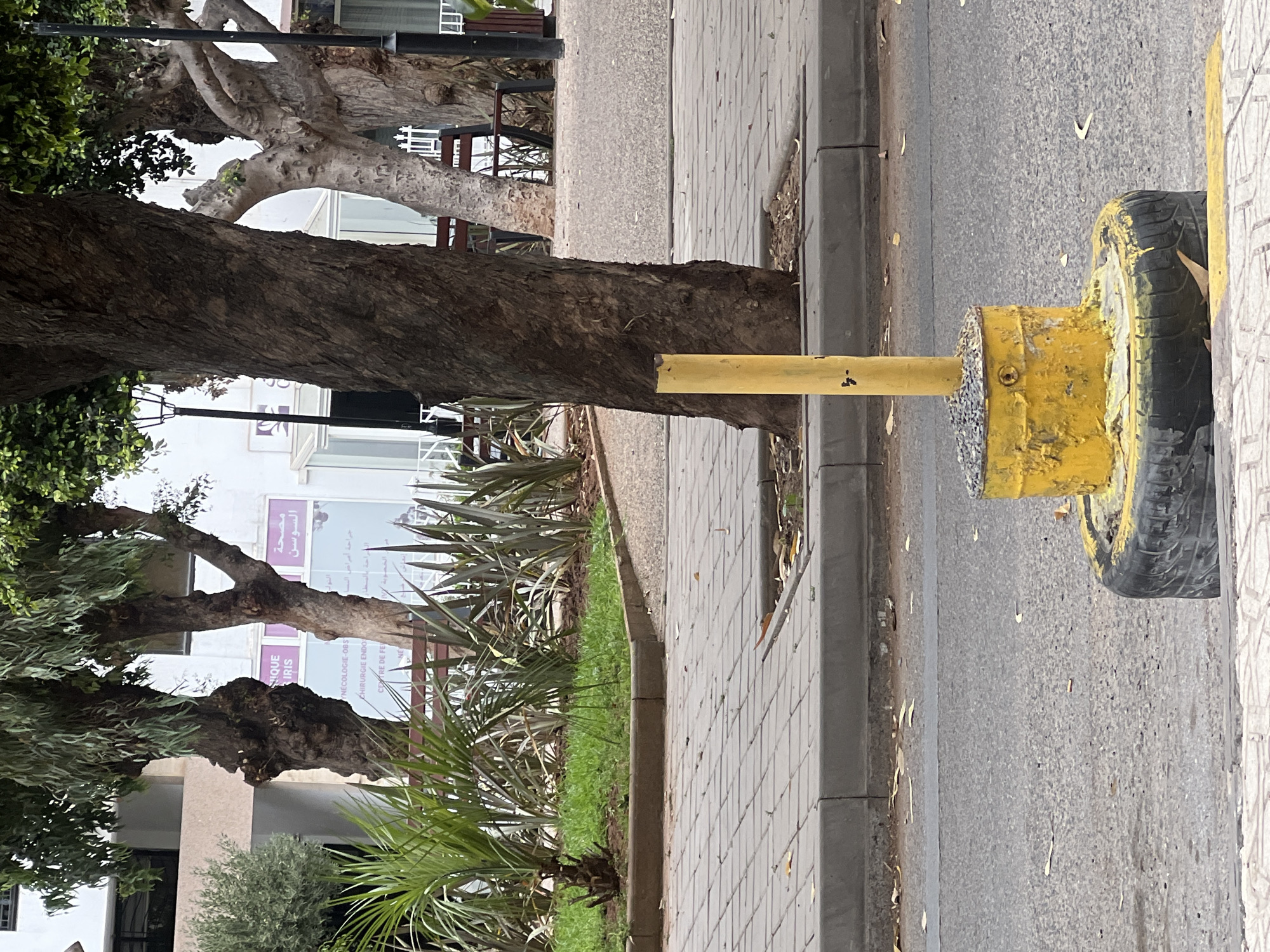 The image displays an urban street scene in Casablanca, Morocco. In the immediate foreground, a yellow vertical metal bollard is affixed to a yellow-painted metal drum, filled with gravel, which rests on a black automobile tire. The drum and tire show chipped paint and wear. The ground in the foreground consists of gray tiled pavement, leading to an asphalt road surface with scattered light debris. A concrete curb separates the road from a gray tiled sidewalk.
Adjacent to the sidewalk is a raised planter bed containing green grass, small palm-like plants, and tall, spiky dark green plants. Several mature trees with thick, dark, and light-colored bark stand between the planter bed and the background. Behind the trees, glimpses of urban furniture, including black-framed benches with brown slats and a black street lamp post, are visible.
The background features light-colored multi-story buildings. Prominently displayed on these buildings are commercial signs with both French and Arabic text. One sign partially reads "TIQUE IRIS", "GYNÉCOLOGIE-OBS", "CHIRURGIE ENDO", and "CENTRE DE FE", indicative of a medical facility (likely Clinique Iris). Another sign features purple text, displaying "مصحة السوسن" (Soussane Clinic) in Arabic, with additional French text including "chirurgie". No people are present in the scene. The lighting suggests daytime conditions.