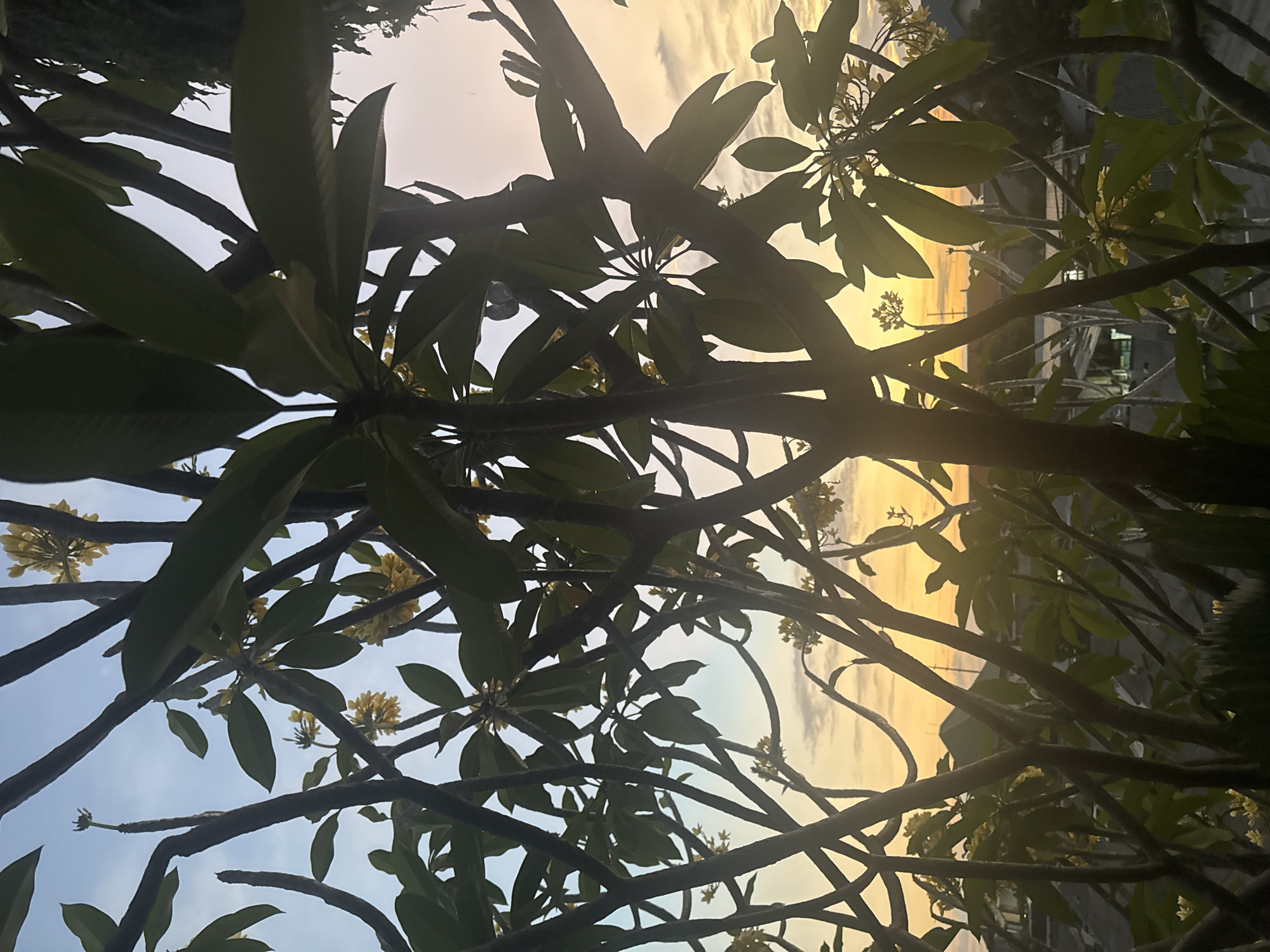 This is a vertical, low-angle shot looking up through the branches and leaves of a frangipani tree at dusk. The sun is low in the sky, casting a warm, golden light that creates silhouettes of the tree's dark branches and lush green leaves against a pale, cloudy sky. Small clusters of pale yellow frangipani flowers are scattered among the leaves, some of them catching the soft light. In the background, the outlines of buildings are faintly visible through the foliage, suggesting an urban or semi-urban setting. The overall mood is peaceful and serene, characteristic of a tropical sunset. No people are visible in the frame, and there is no visible text.