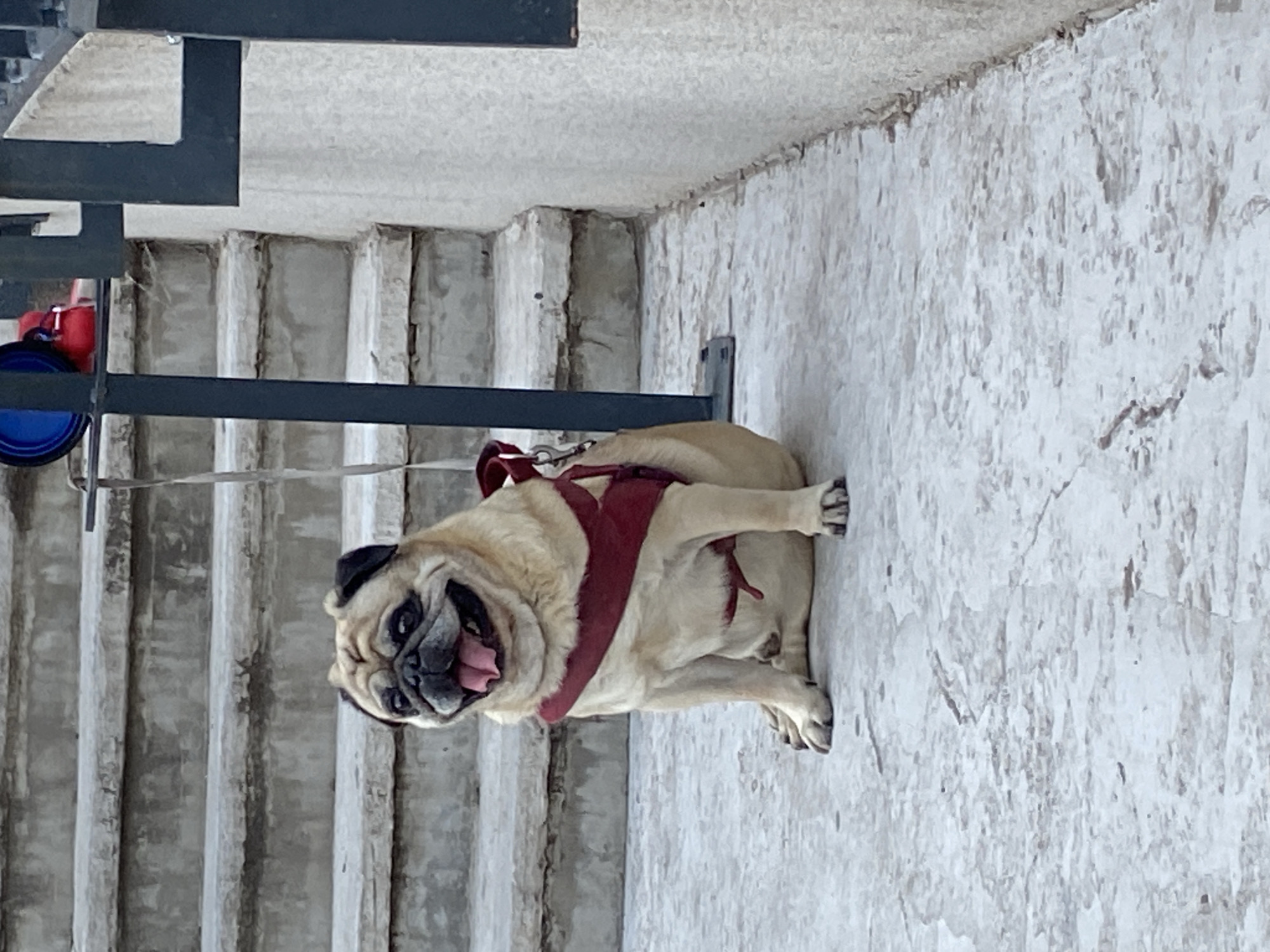 A fawn pug wearing a red harness stands on a concrete walkway in Budva, Montenegro. The dog is leashed. In the background are concrete stairs and a metal railing. The surface next to the dog appears weathered and aged. A red water bowl and a blue bowl are visible, attached to the railing.