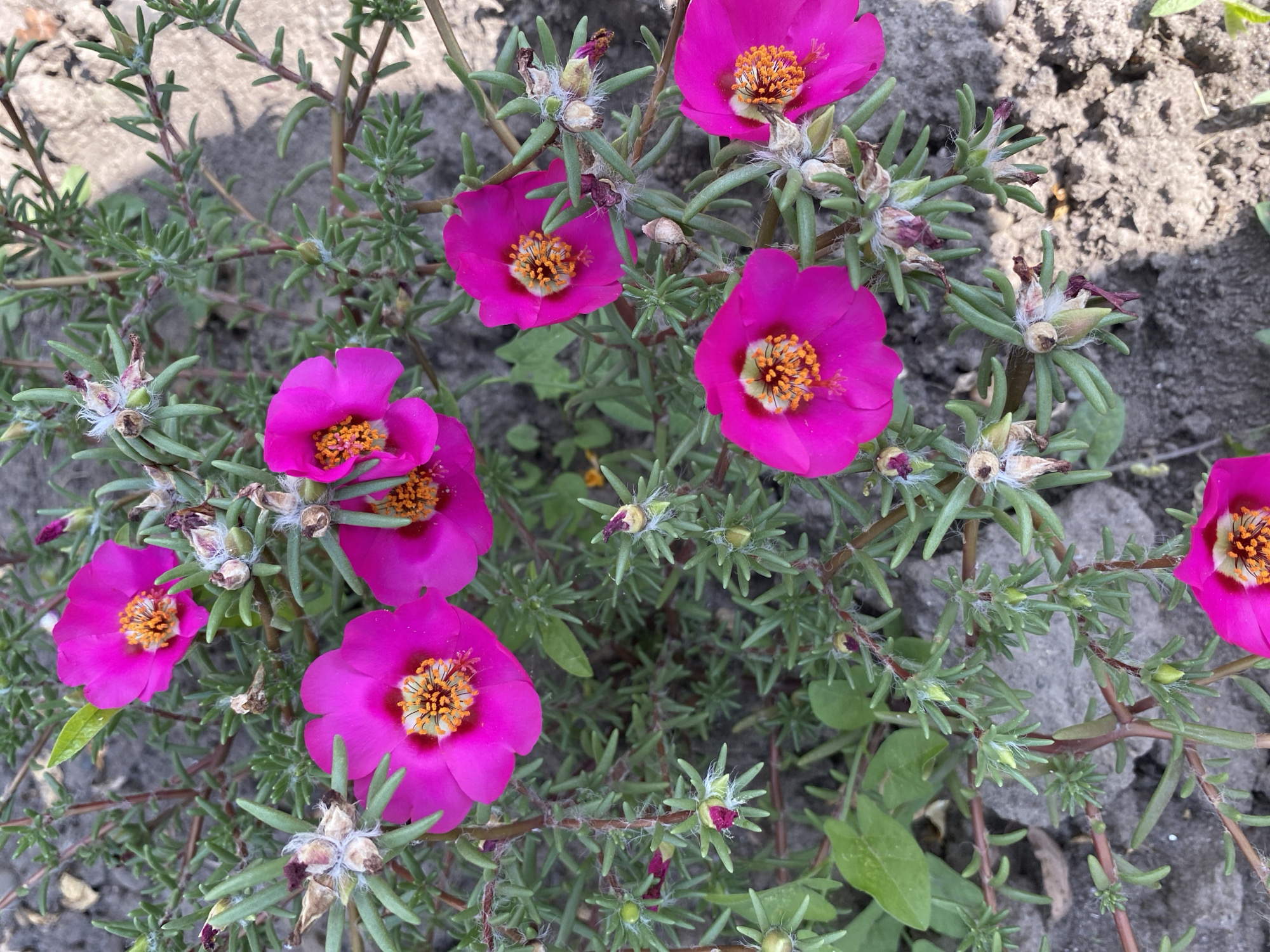 A cluster of vibrant pink purslane flowers with orange centers are in full bloom against a backdrop of dry, gray soil and green foliage. Several of the flowers are open, showcasing their delicate petals and prominent stamens. Other buds, some partially opened and some fully closed, are also visible, as are dried seed pods covered in fine white hairs. The plants are growing low to the ground, their stems branching out across the soil. The image appears to have been taken outdoors in the city of Ventsy, Russia, under natural daylight, as indicated by the shadows and the overall brightness of the scene.