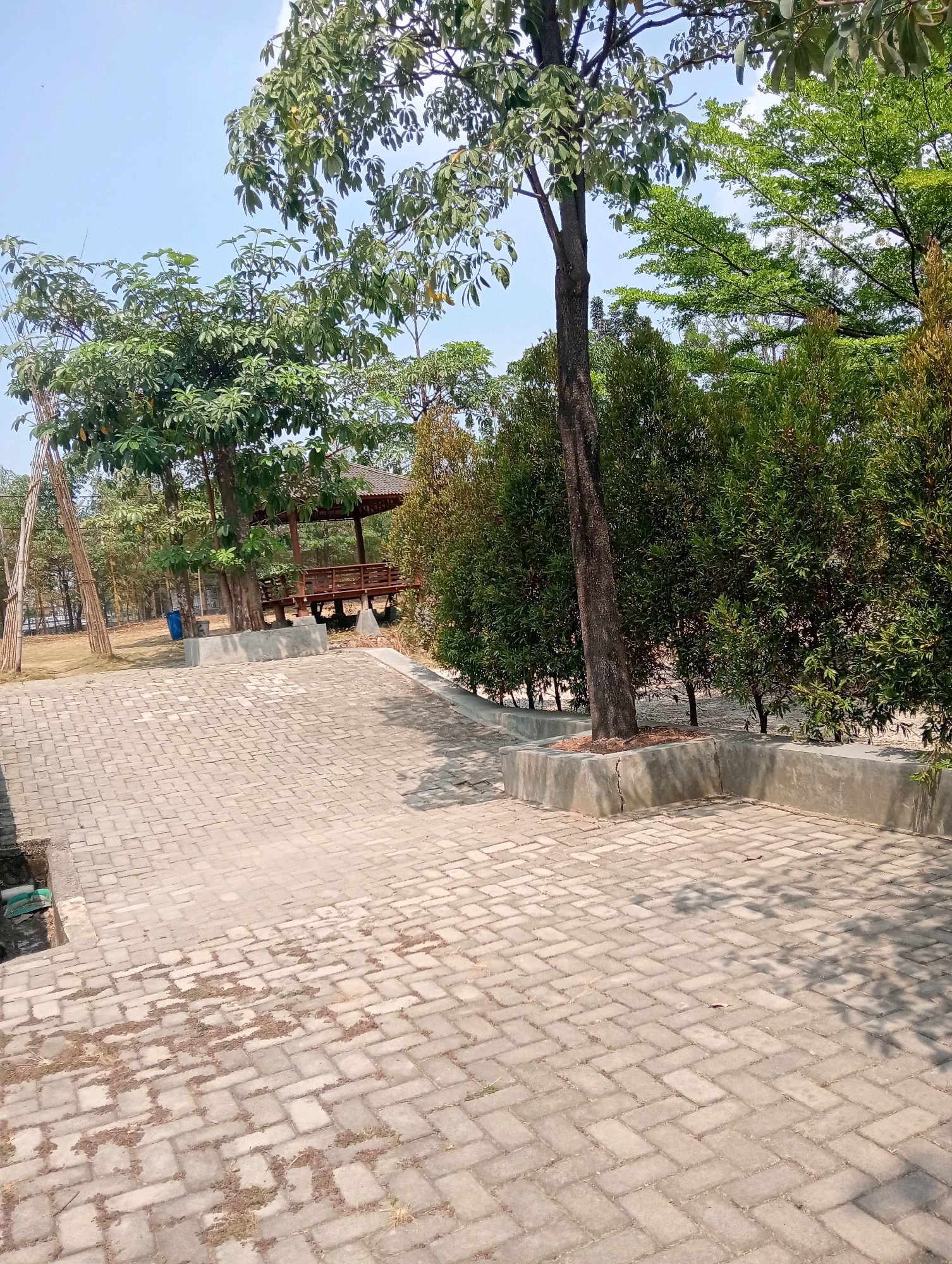 The image depicts an outdoor paved area with a clear blue sky overhead. In the foreground, a light-colored brick or paver pathway stretches towards the background. To the left of the pathway, there is a grassy area with some dry vegetation scattered on it. Further into the background, a dark-colored tree stands prominently with its trunk visible. To the right of the pathway, a concrete planter box with dirt and some foliage can be seen. Behind the tree and planter, there is a dark brown wooden gazebo with a tiered roof, supported by wooden posts. Several tall, slender trees with green leaves are situated behind the gazebo. There are also some smaller, dense green bushes lining the edge of the paved area. In the far background, more trees and vegetation are visible, suggesting a park or recreational area. A blue trash can is placed near the base of one of the trees. The overall scene suggests a well-maintained outdoor space, possibly a public park or garden. The location of this scene is in the city of Pringsewu, Indonesia.