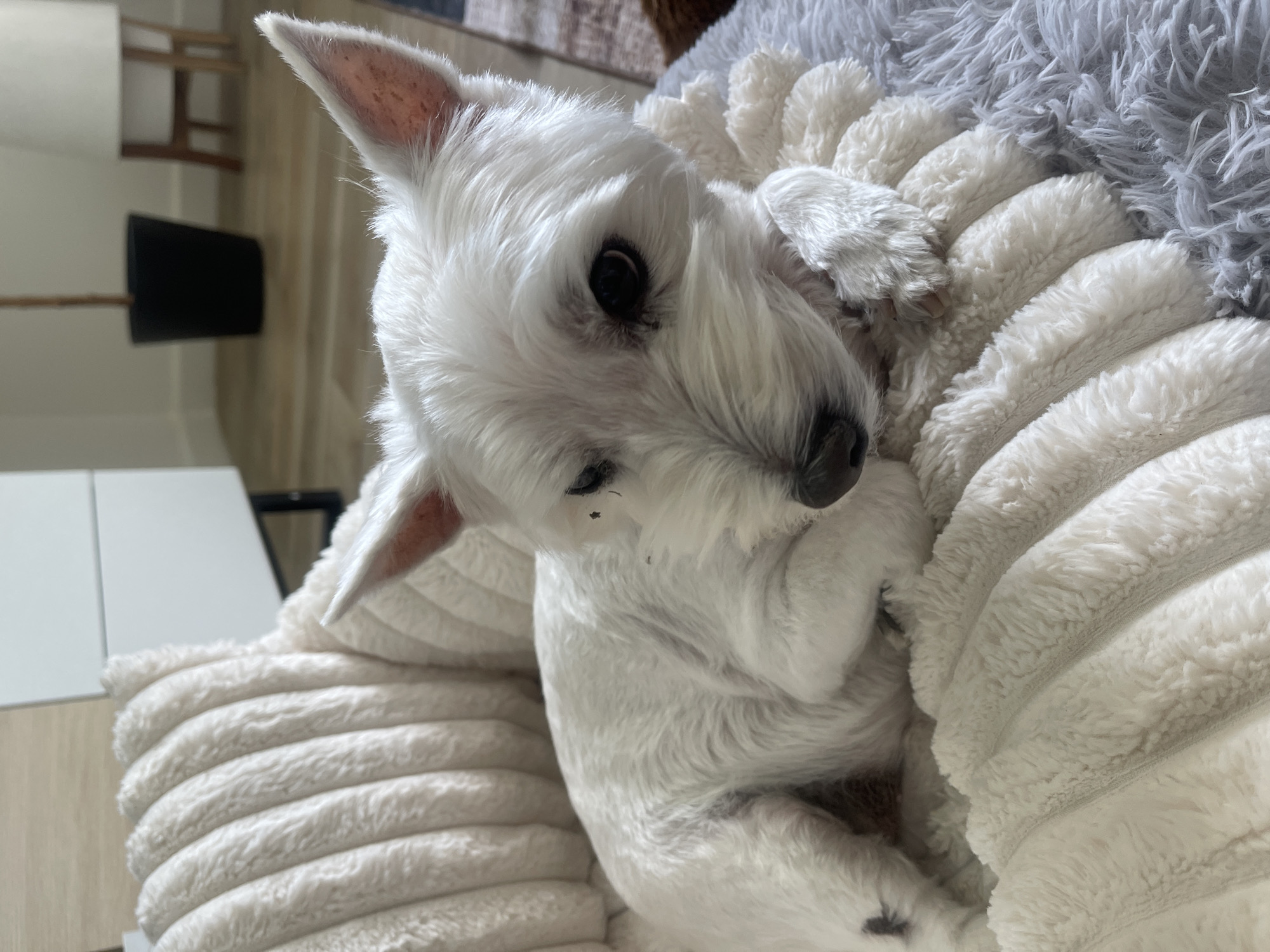 A white West Highland White Terrier puppy is curled up on a plush white and gray cushion. The puppy is lying on its side with its head turned towards the camera. The puppy's fur is clean and well-groomed. The puppy's eyes are dark and alert. The background is blurry, but it appears to be a well-lit room. The location in the city of Palm Springs, United States of America is not discernible from the image.
